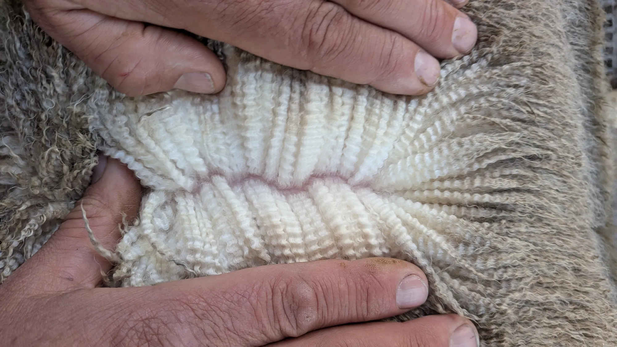Mumblebone Lot 309, 2026 Ram Sale Merino ram