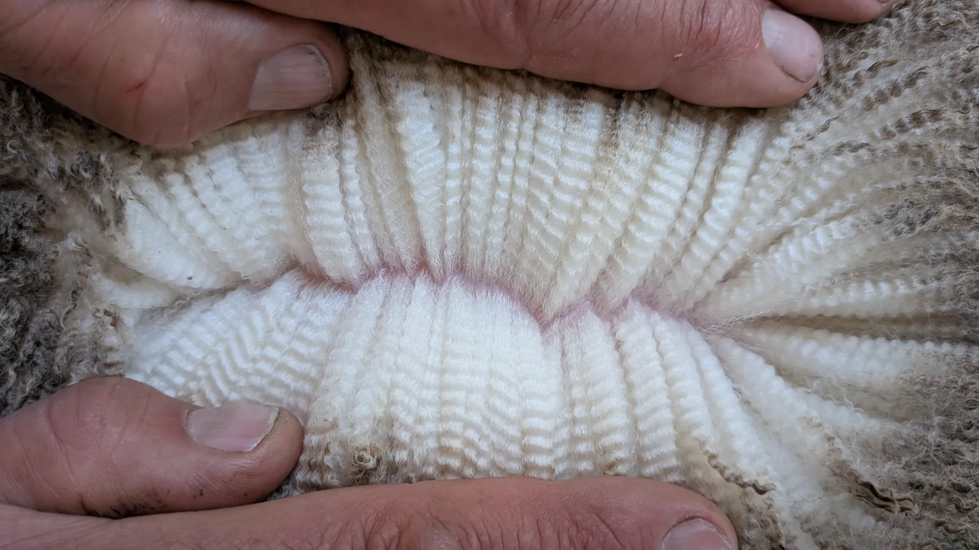 Mumblebone Lot 57, 2026 Ram Sale Merino ram