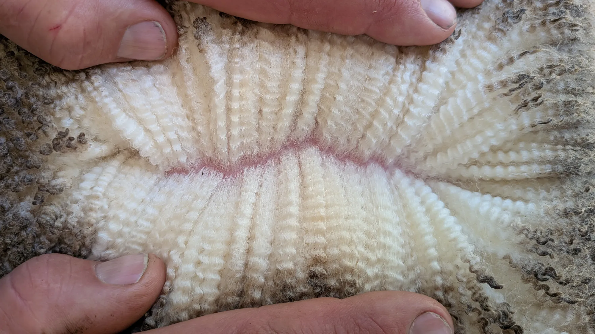 Mumblebone Lot 8, 2026 Ram Sale Merino ram