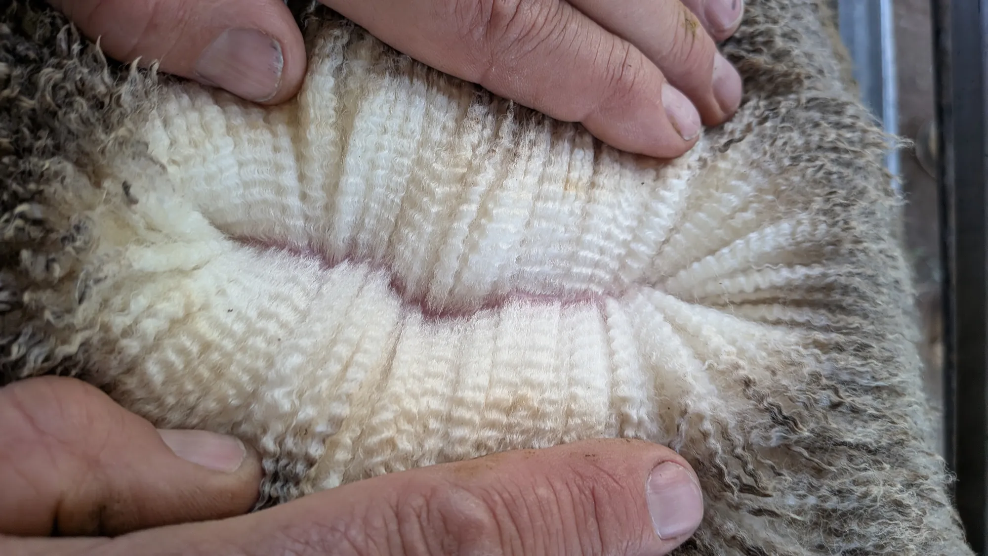 Mumblebone Lot 267, 2026 Ram Sale Merino ram