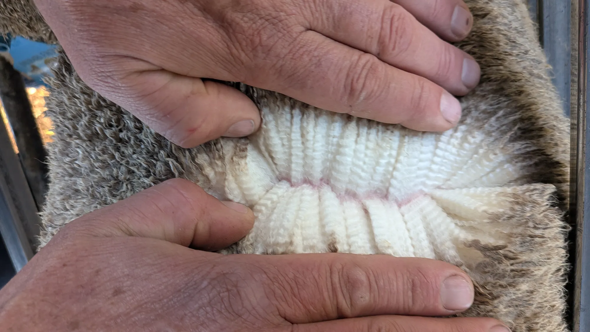 Mumblebone Lot 188, 2026 Ram Sale Merino ram