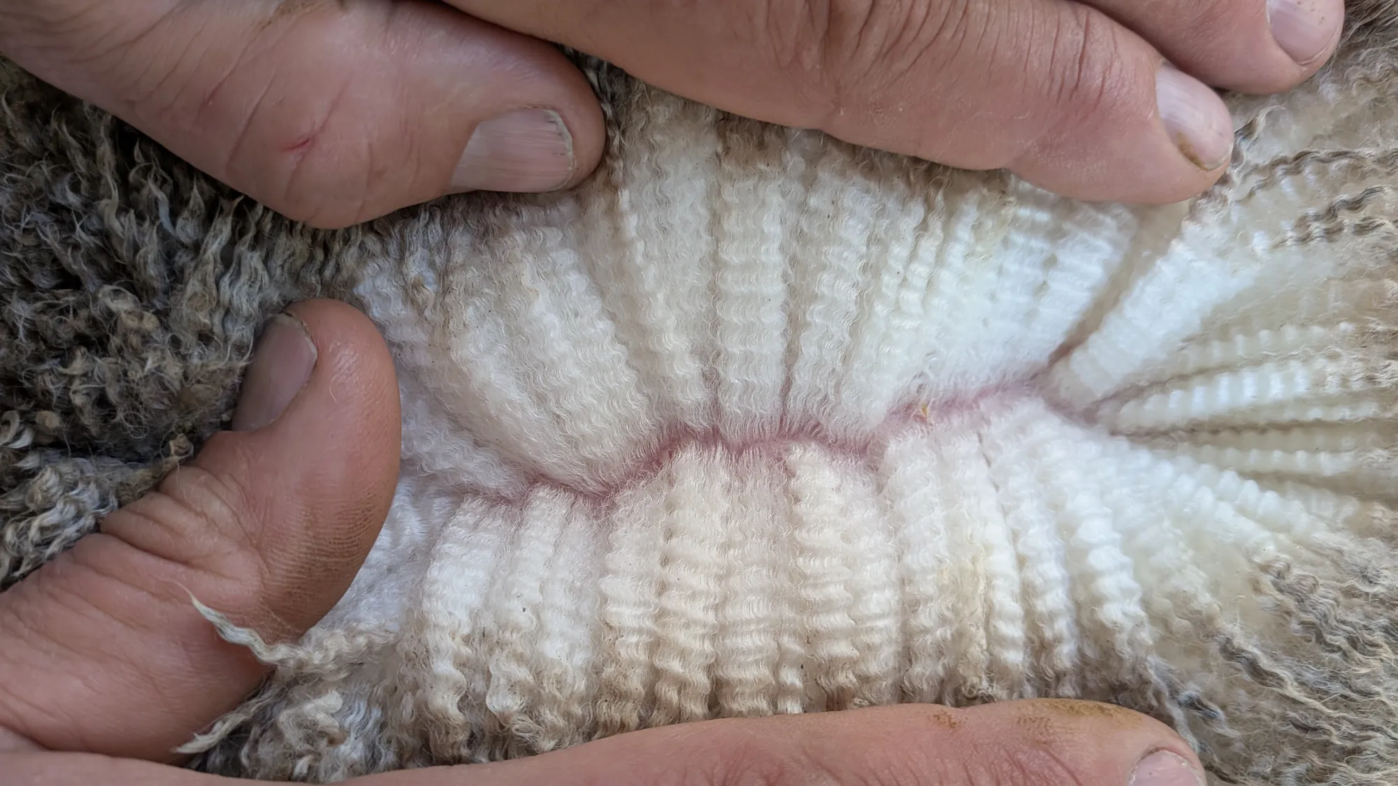 Mumblebone Lot 102, 2026 Ram Sale Merino ram