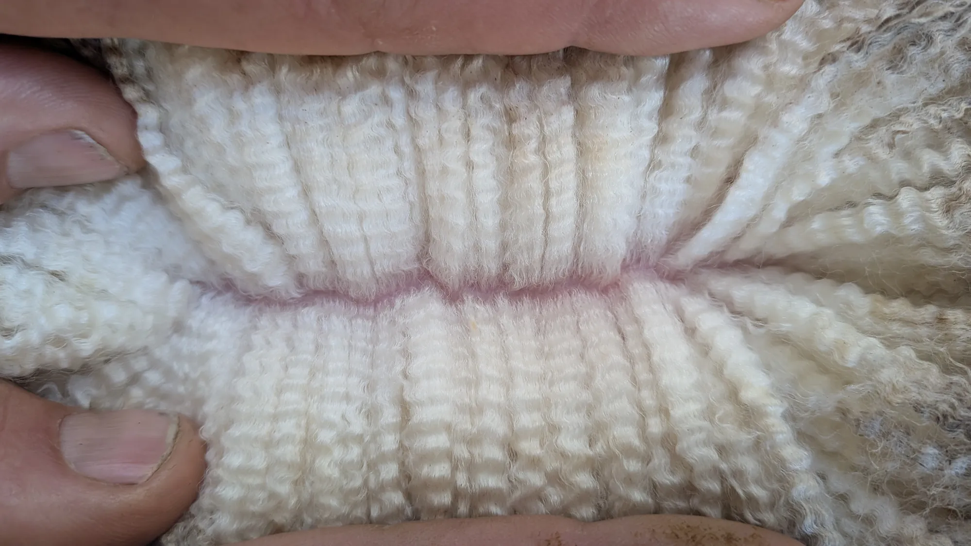 Mumblebone Lot 146, 2026 Ram Sale Merino ram