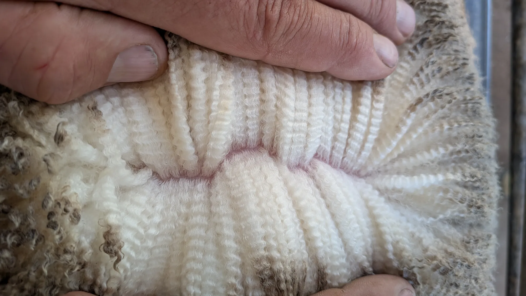 Mumblebone Lot 69, 2026 Ram Sale Merino ram