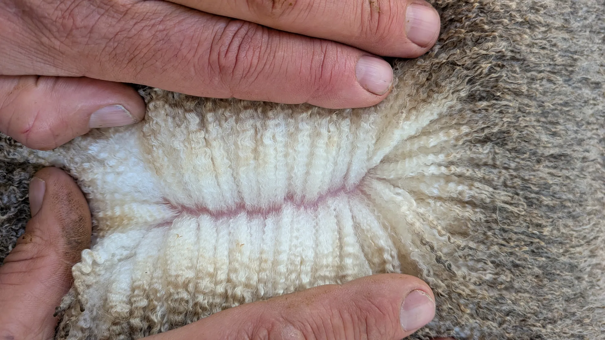 Mumblebone Lot 280, 2026 Ram Sale Merino ram