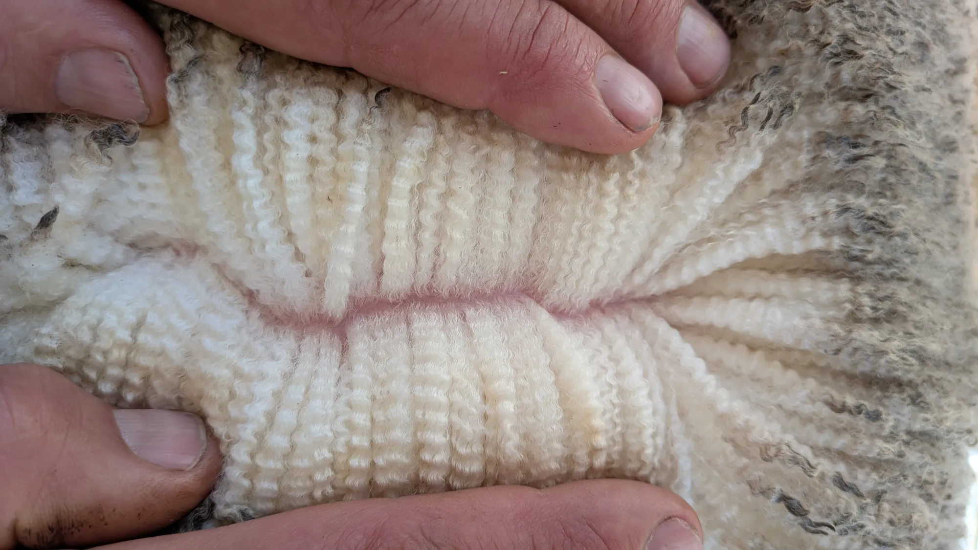Mumblebone Lot 22, 2026 Ram Sale Merino ram