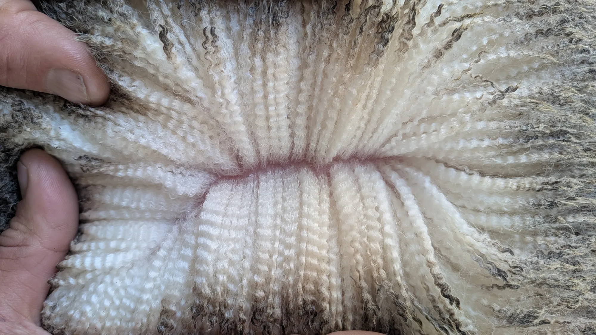 Mumblebone Lot 103, 2026 Ram Sale Merino ram