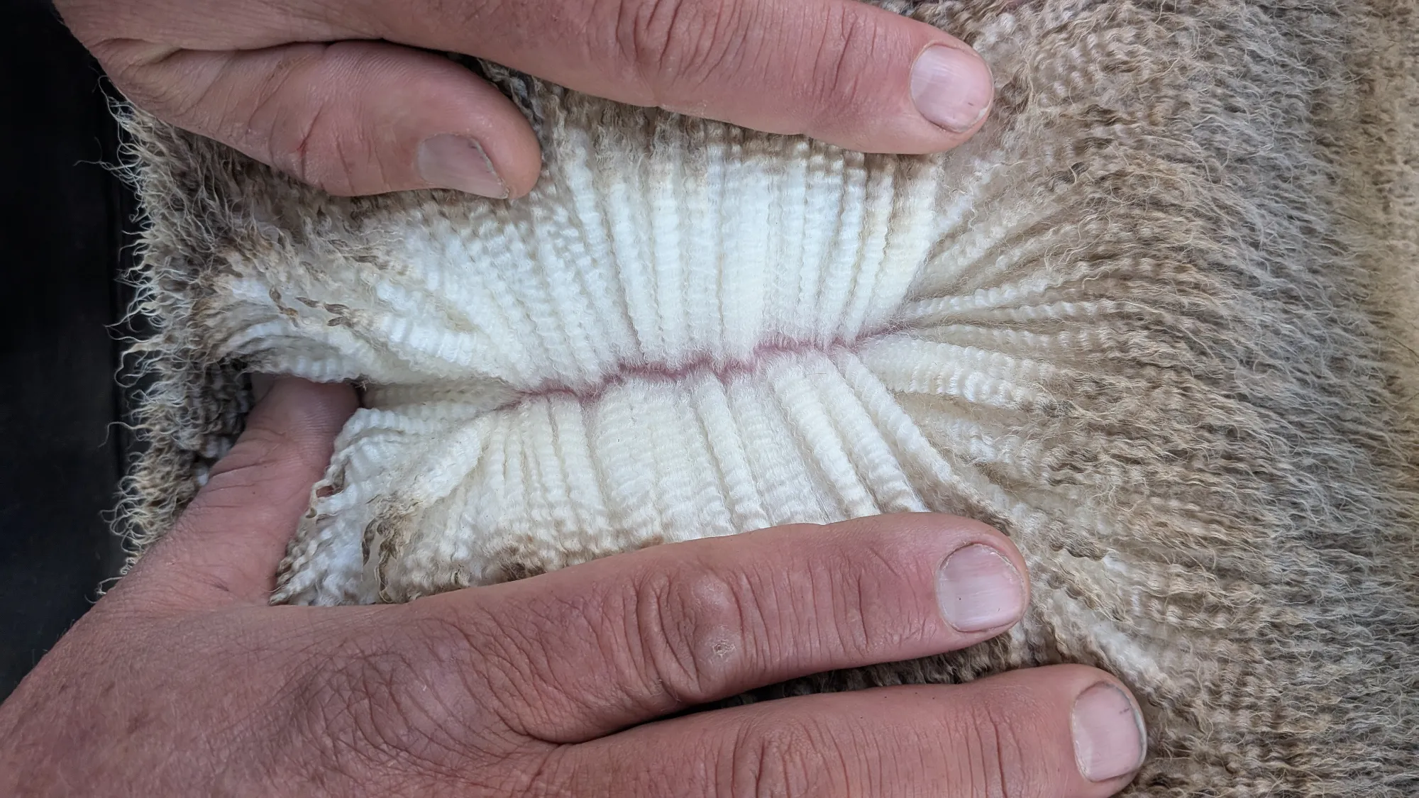 Mumblebone Lot 112, 2026 Ram Sale Merino ram