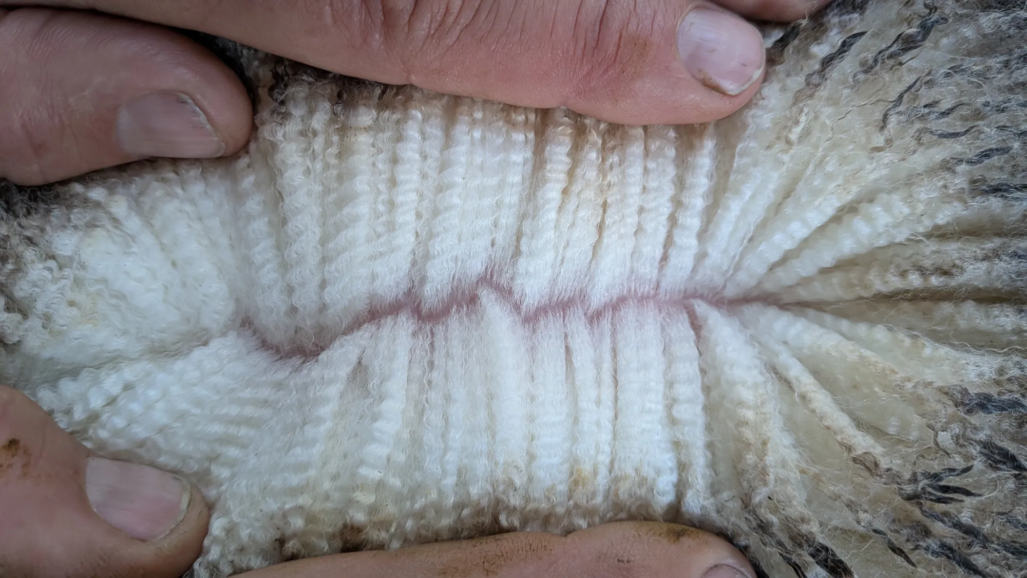 Mumblebone Lot 323, 2026 Ram Sale Merino ram