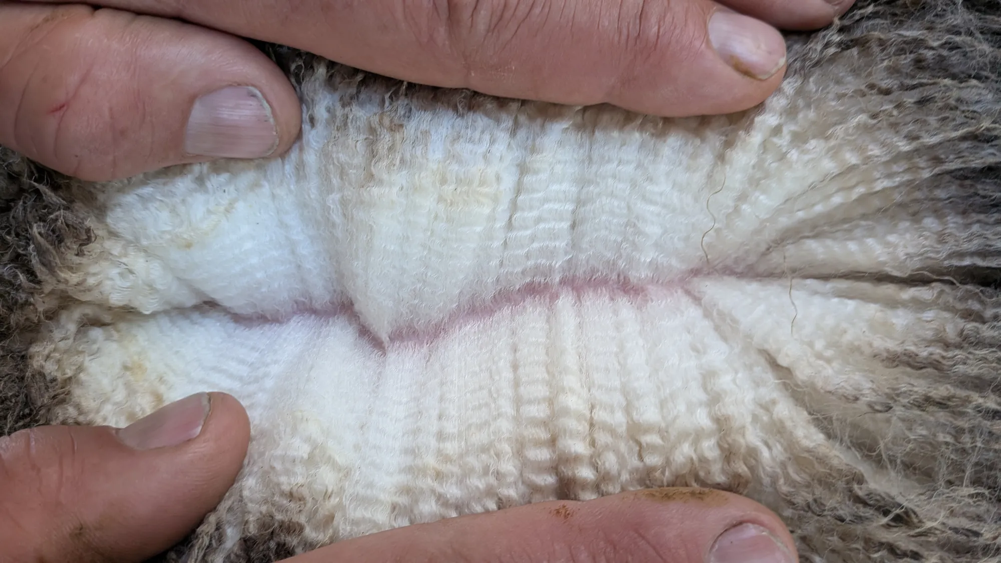 Mumblebone Lot 111, 2026 Ram Sale Merino ram