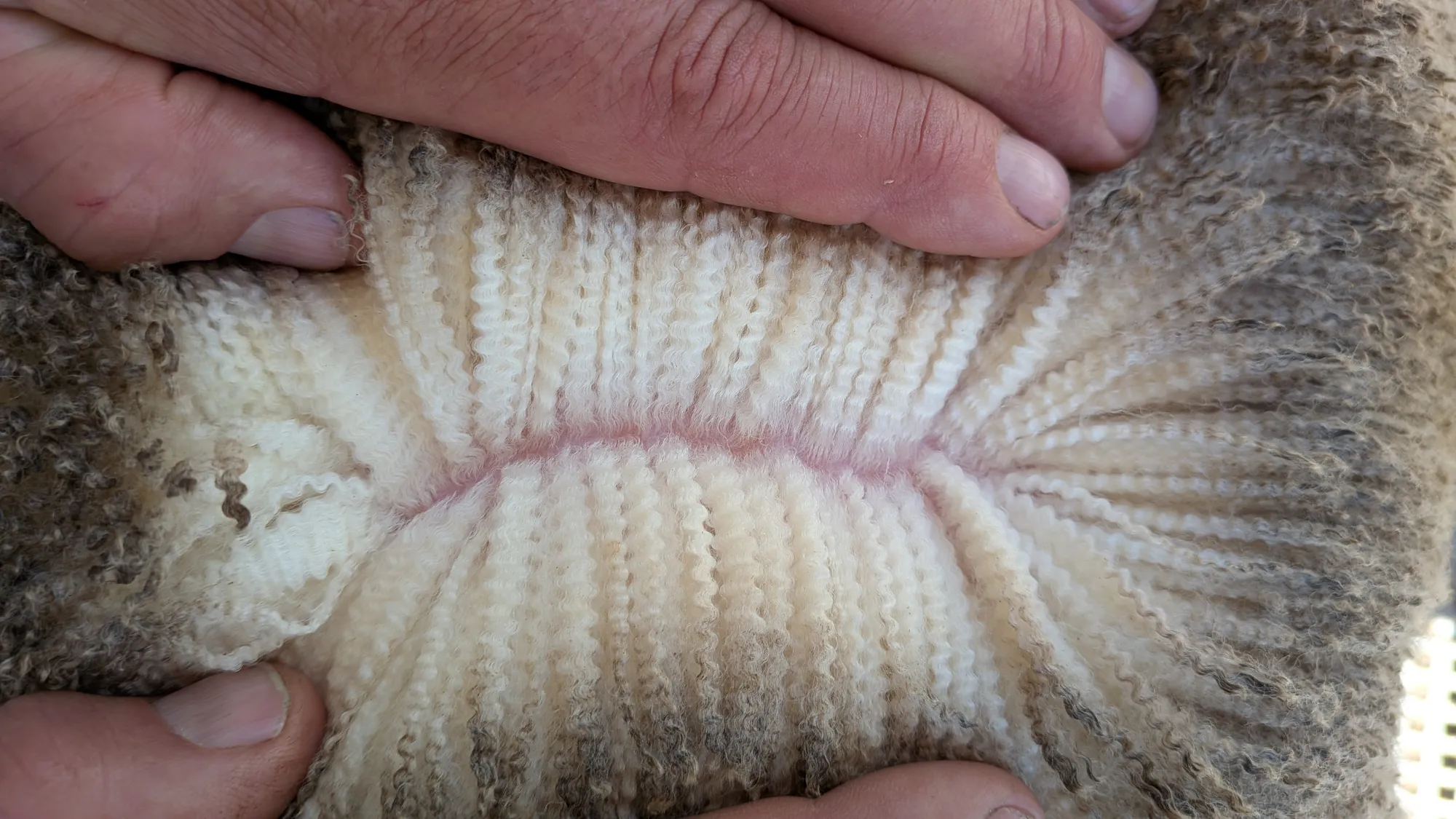 Mumblebone Lot 67, 2026 Ram Sale Merino ram