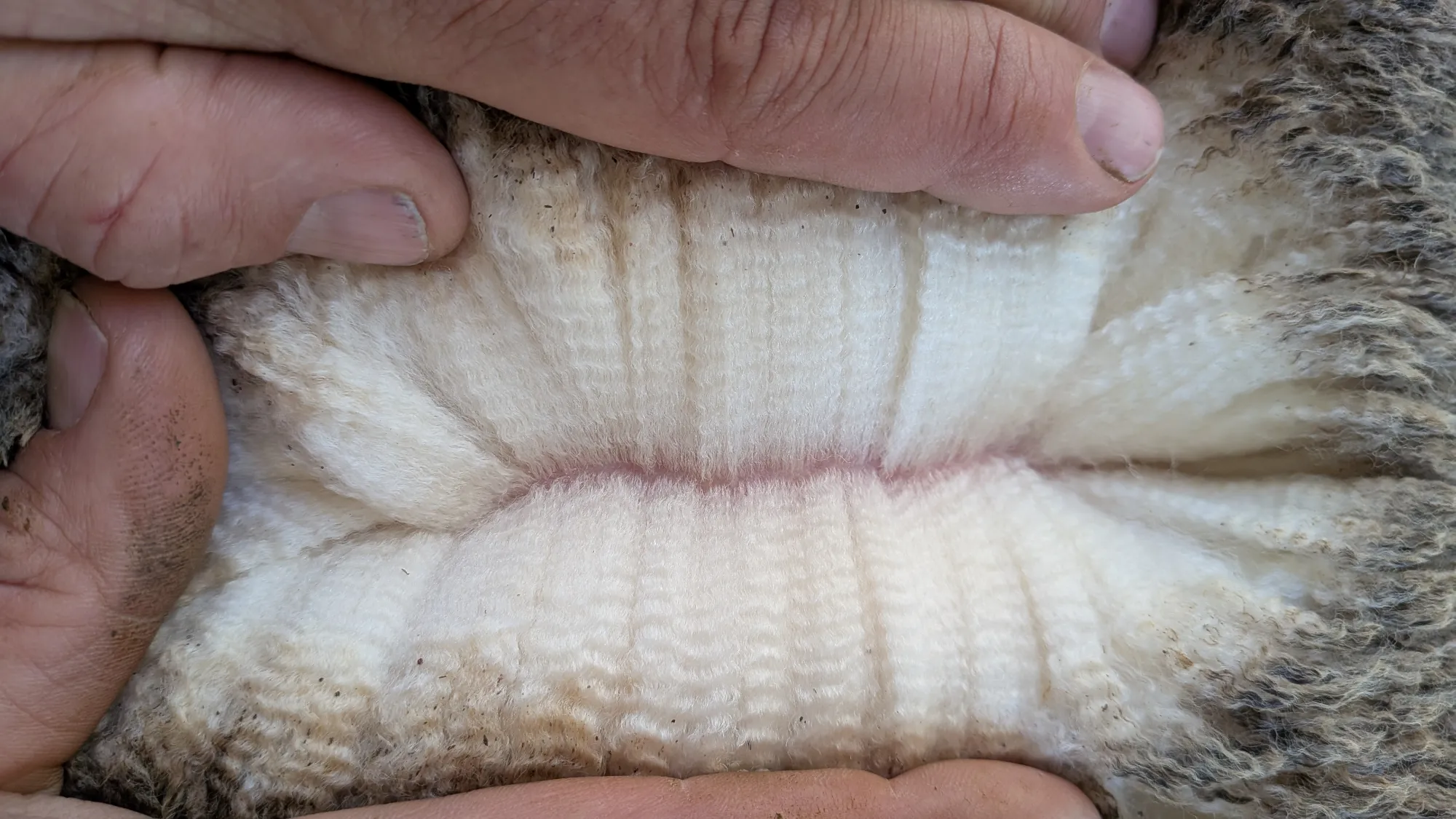 Mumblebone Lot 296, 2026 Ram Sale Merino ram