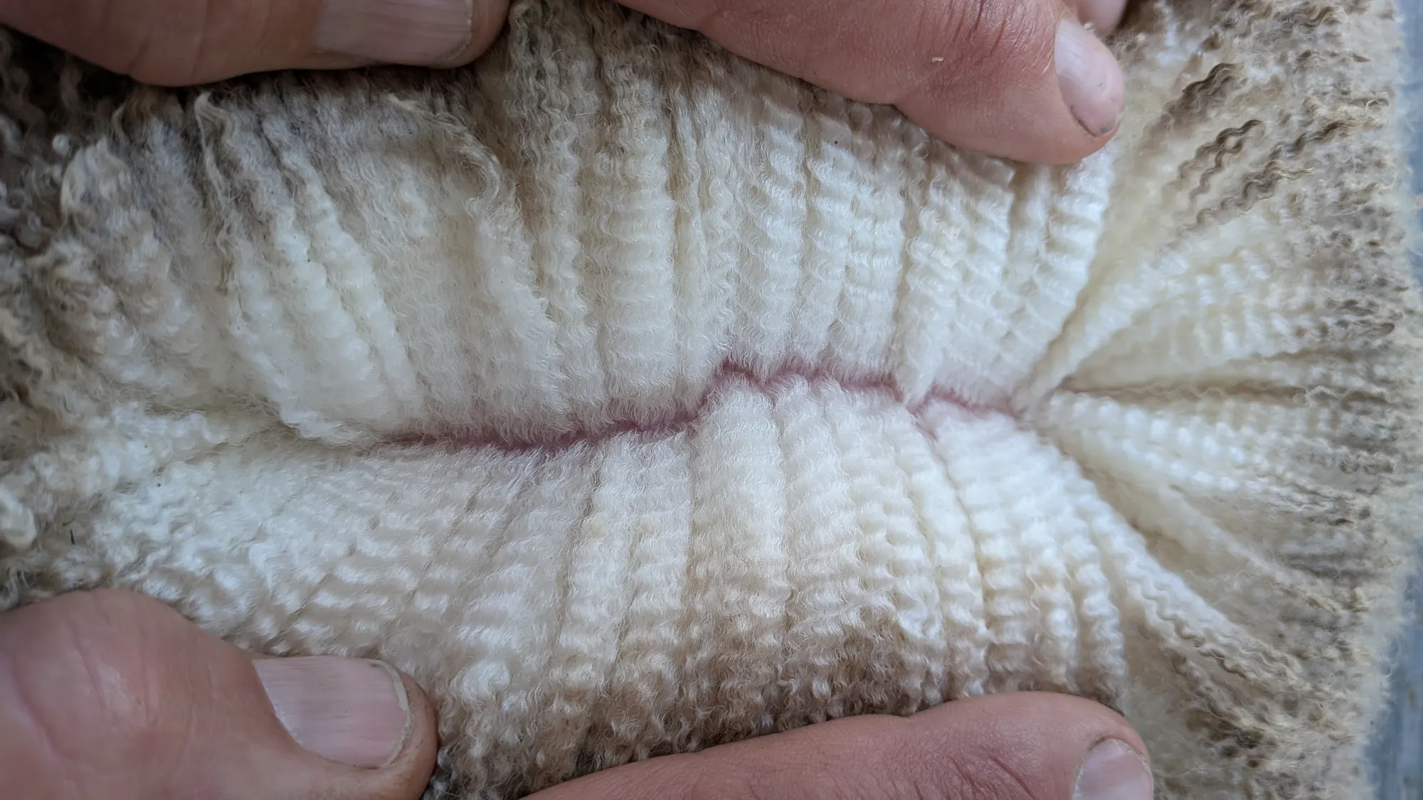 Mumblebone Lot 42, 2026 Ram Sale Merino ram