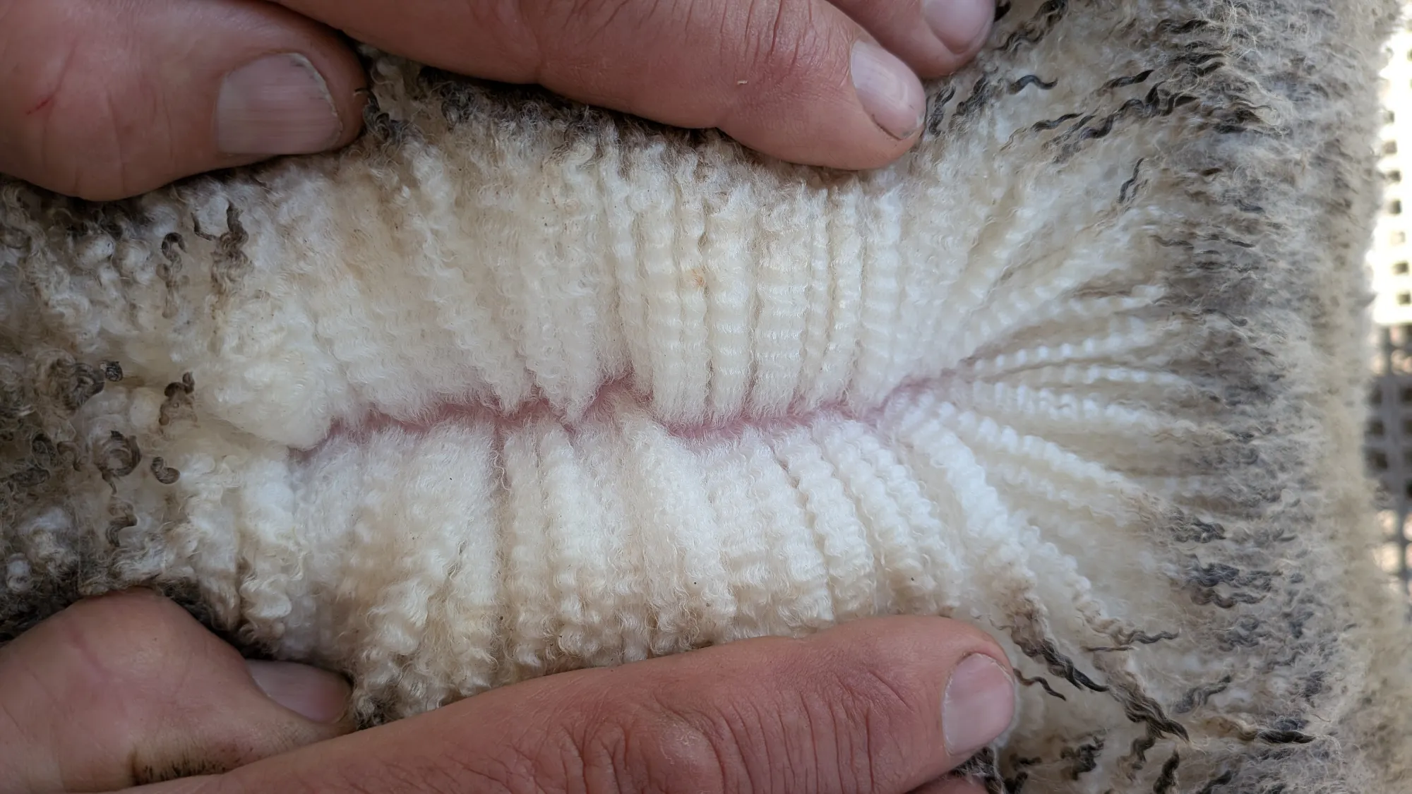 Mumblebone Lot 13, 2026 Ram Sale Merino ram