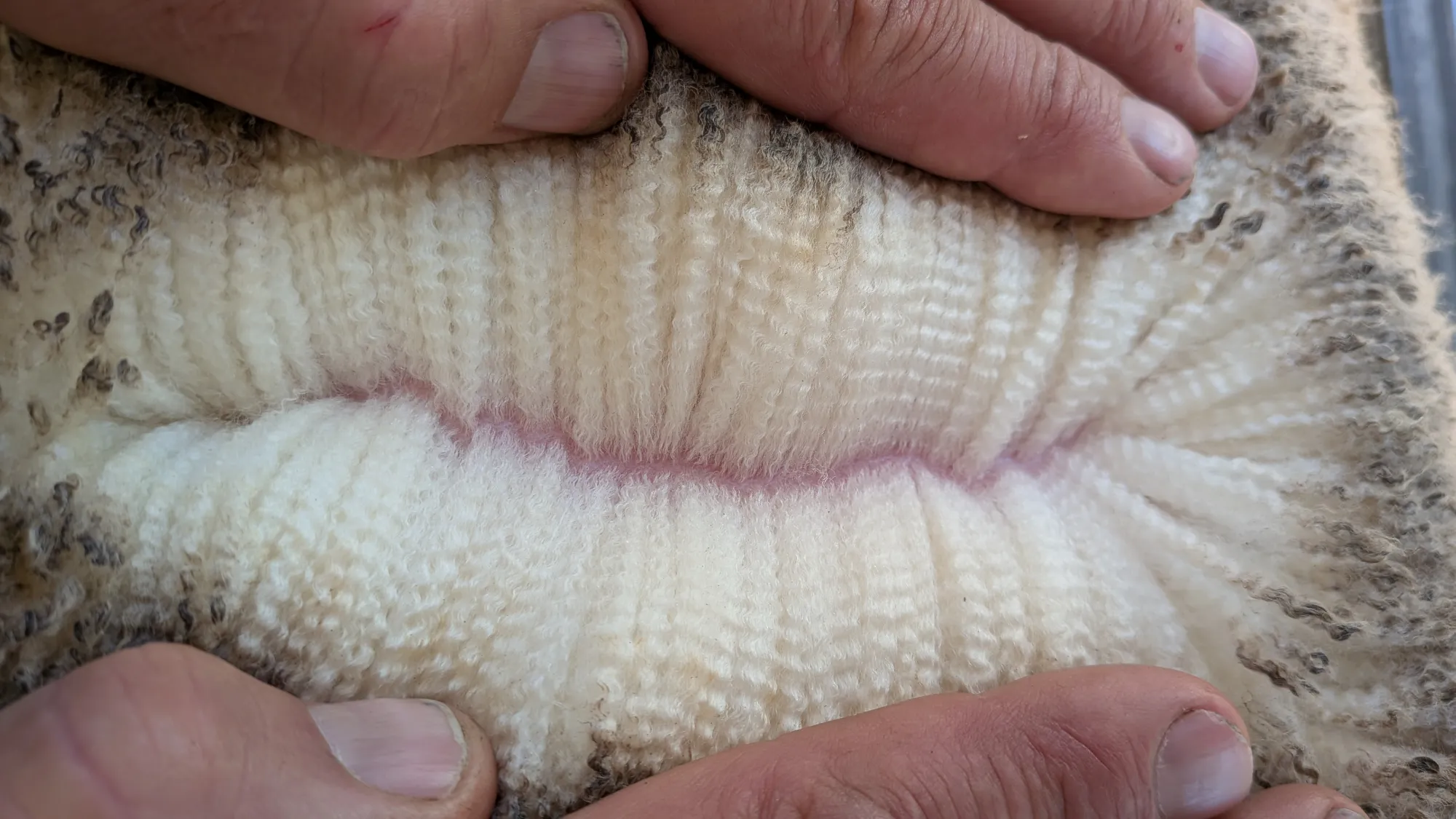 Mumblebone Lot 80, 2026 Ram Sale Merino ram