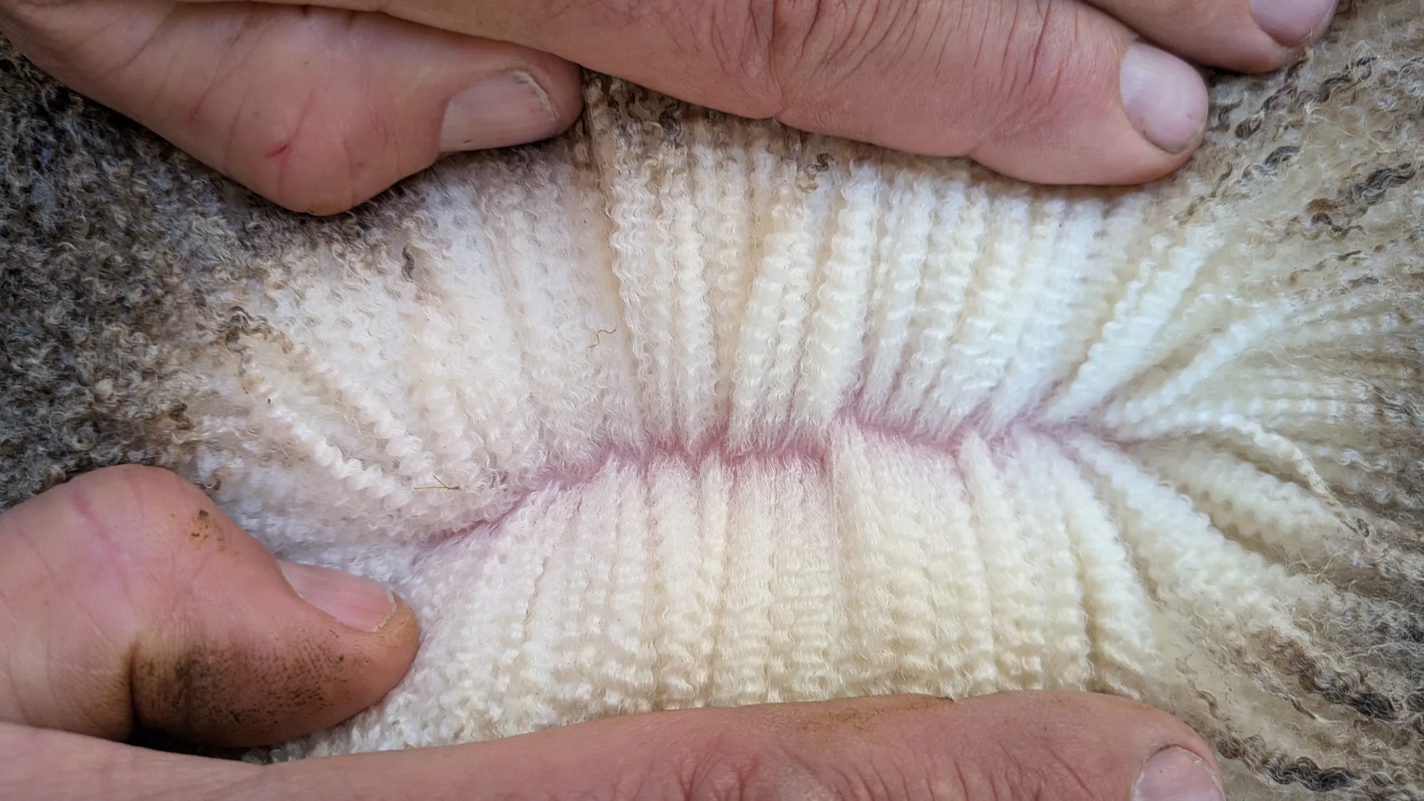 Mumblebone Lot 291, 2026 Ram Sale Merino ram