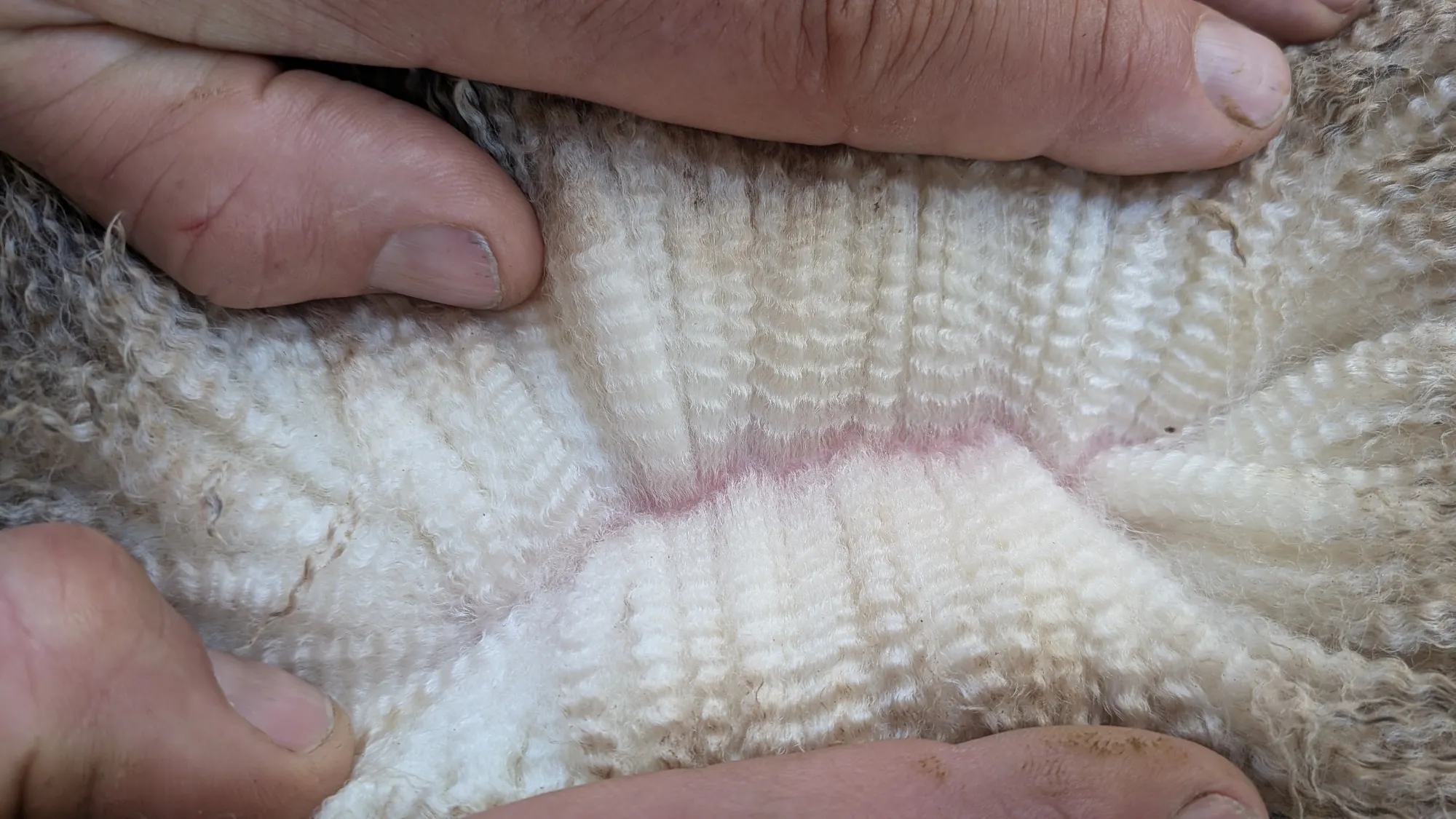Mumblebone Lot 141, 2026 Ram Sale Merino ram