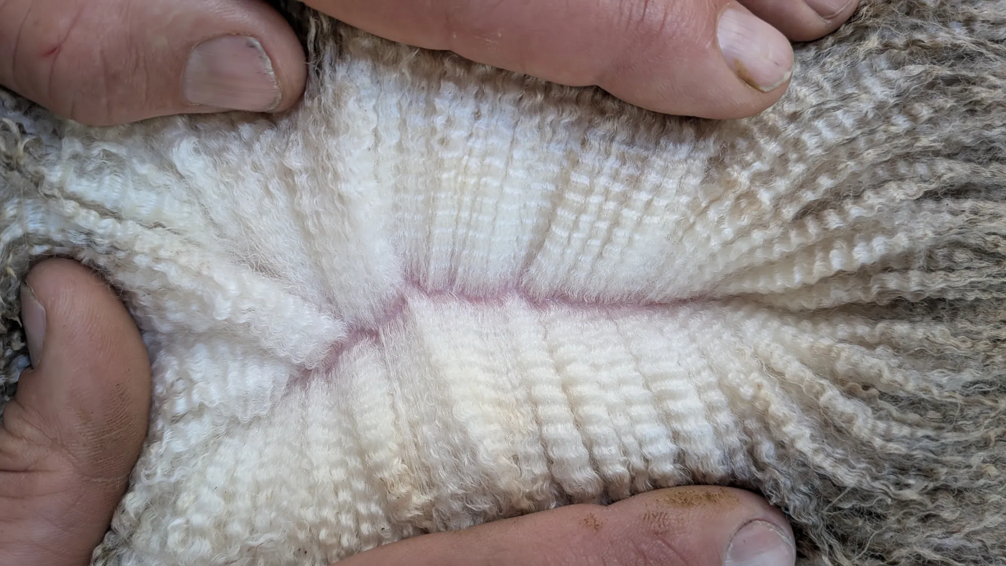 Mumblebone Lot 124, 2026 Ram Sale Merino ram