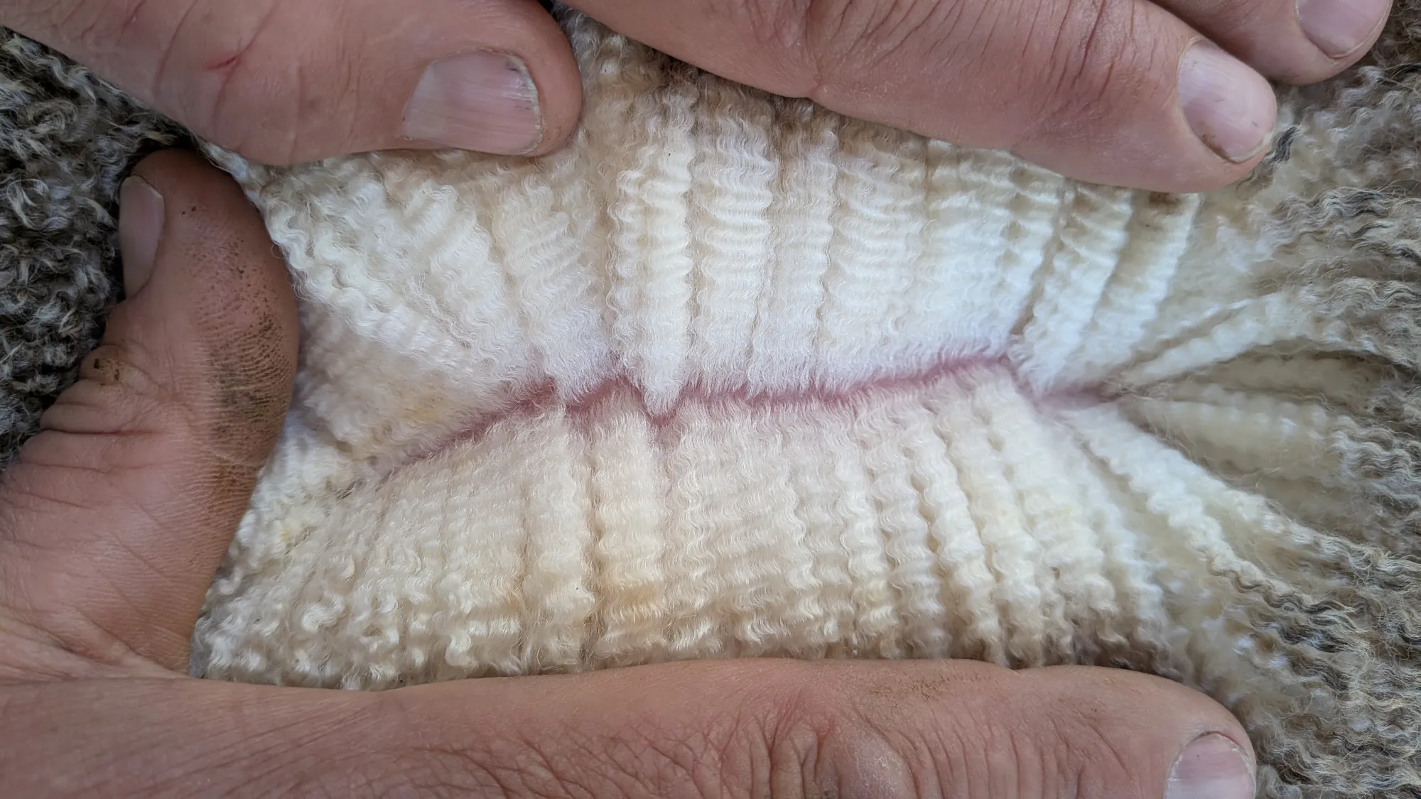 Mumblebone Lot 231, 2026 Ram Sale Merino ram