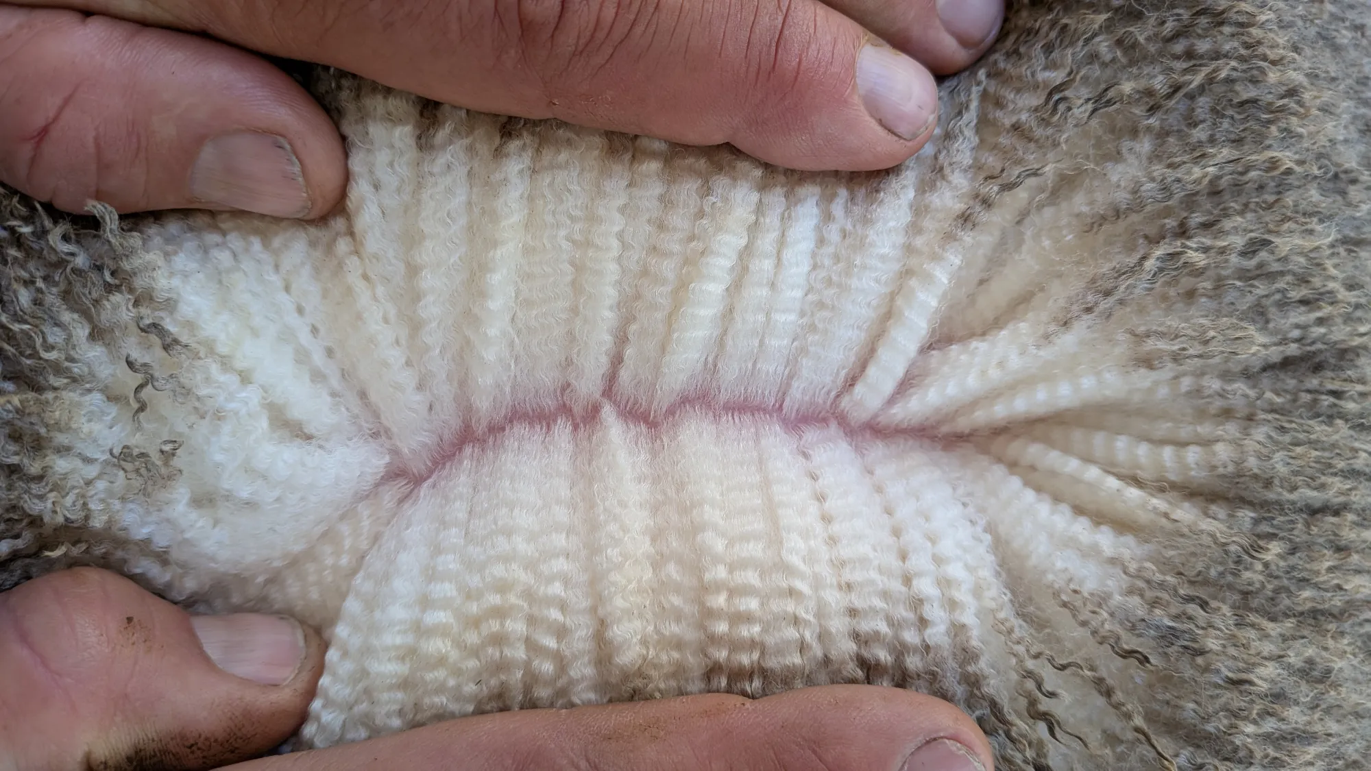 Mumblebone Lot 74, 2026 Ram Sale Merino ram