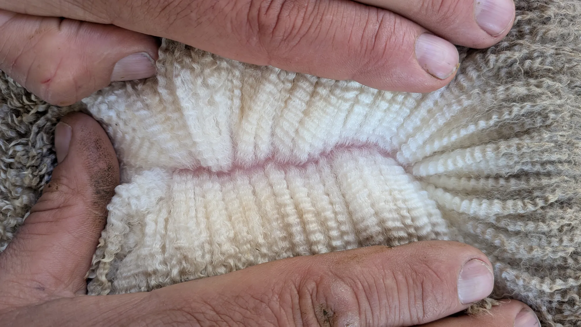 Mumblebone Lot 248, 2026 Ram Sale Merino ram