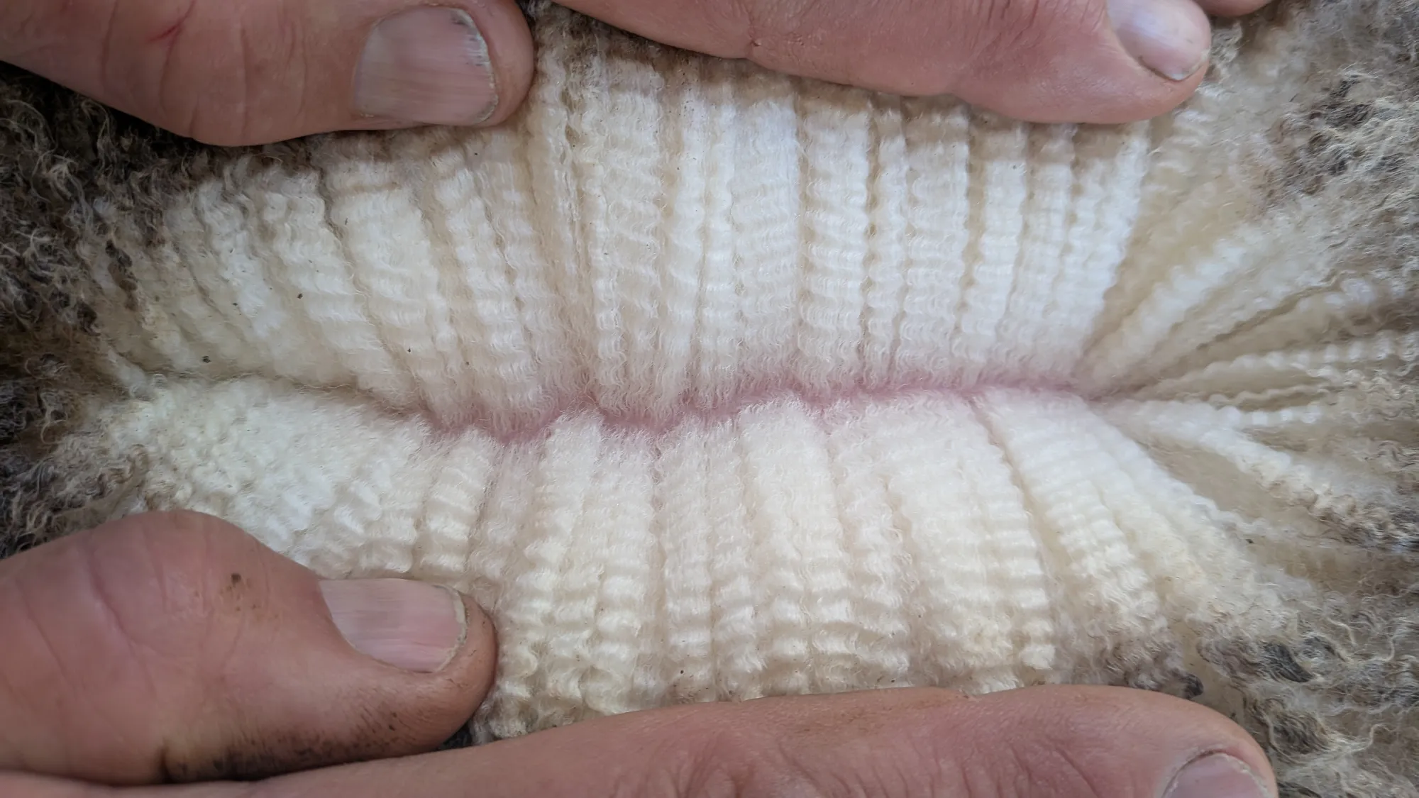 Mumblebone Lot 25, 2026 Ram Sale Merino ram