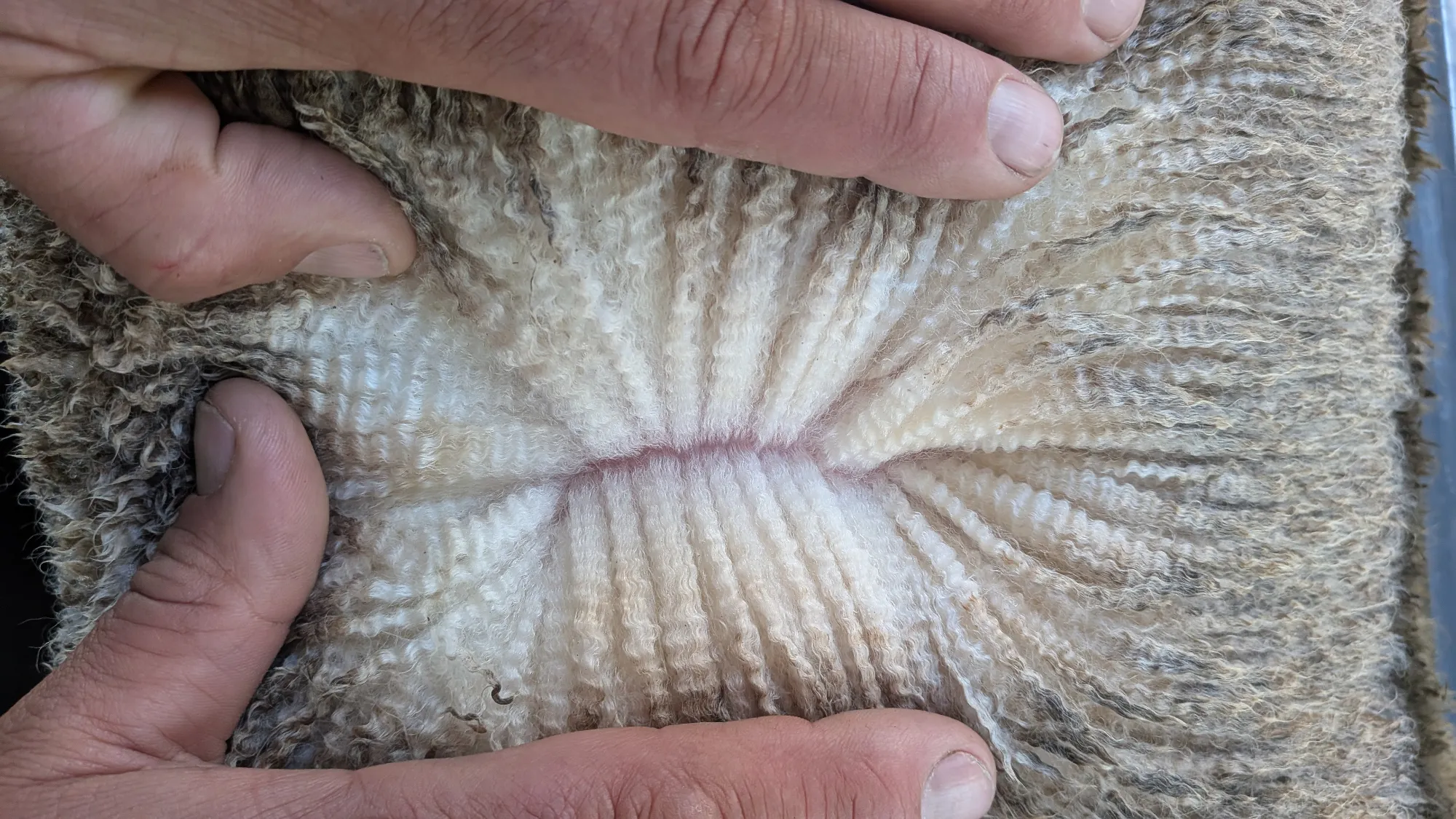 Mumblebone Lot 158, 2026 Ram Sale Merino ram