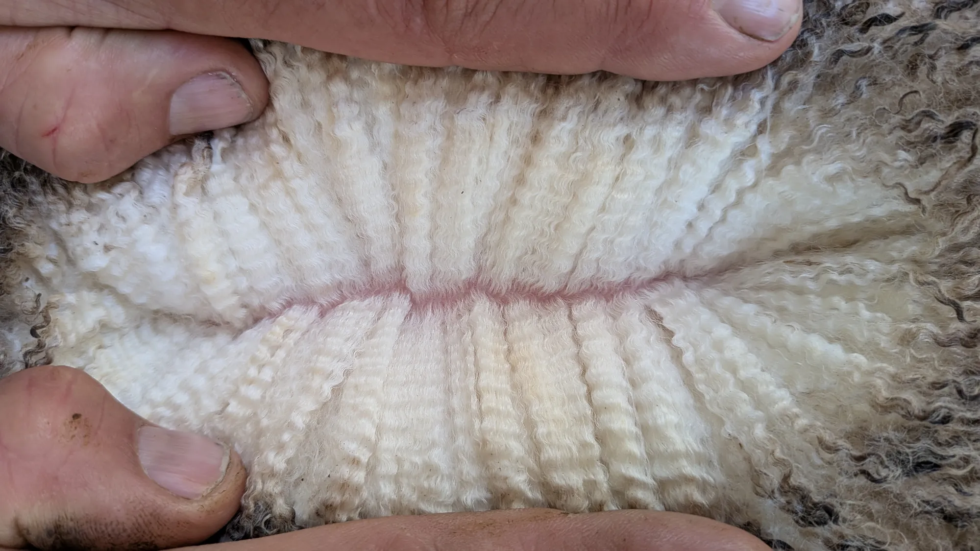 Mumblebone Lot 255, 2026 Ram Sale Merino ram