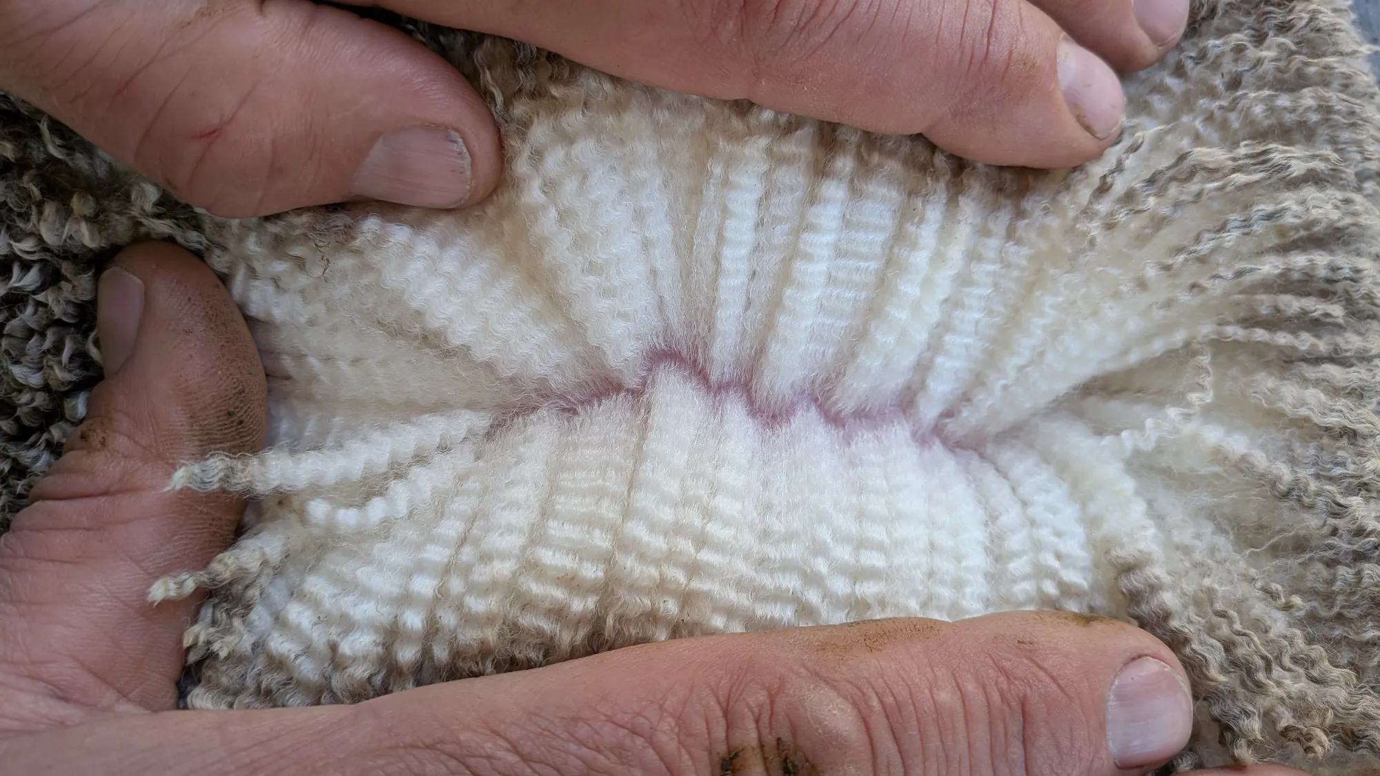Mumblebone Lot 326, 2026 Ram Sale Merino ram