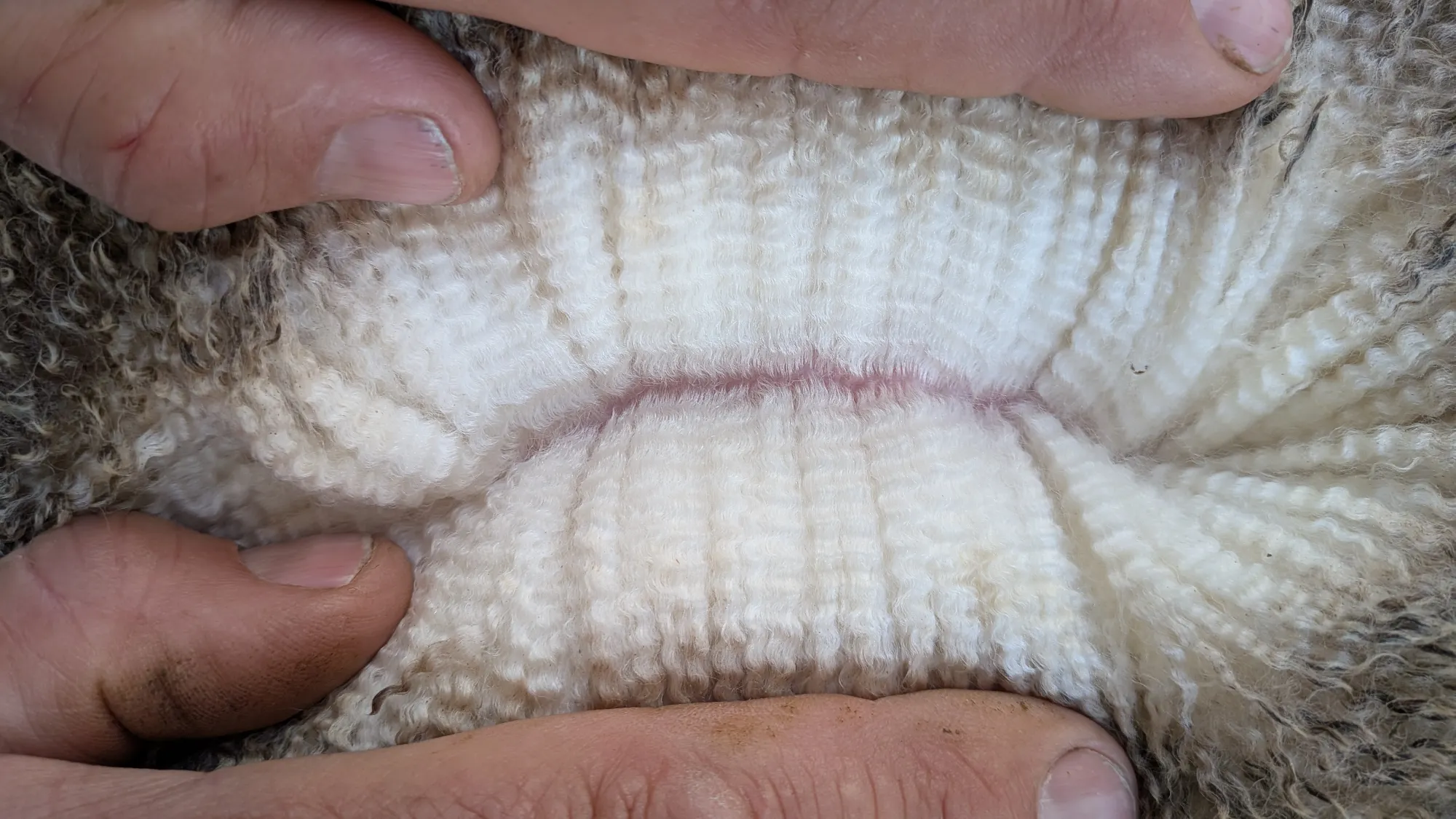 Mumblebone Lot 270, 2026 Ram Sale Merino ram