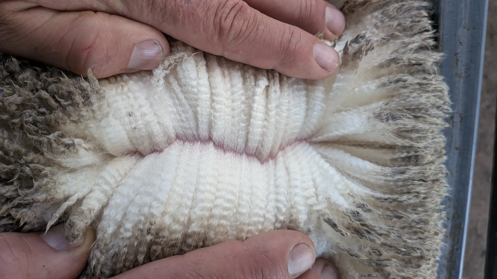 Mumblebone Lot 110, 2026 Ram Sale Merino ram