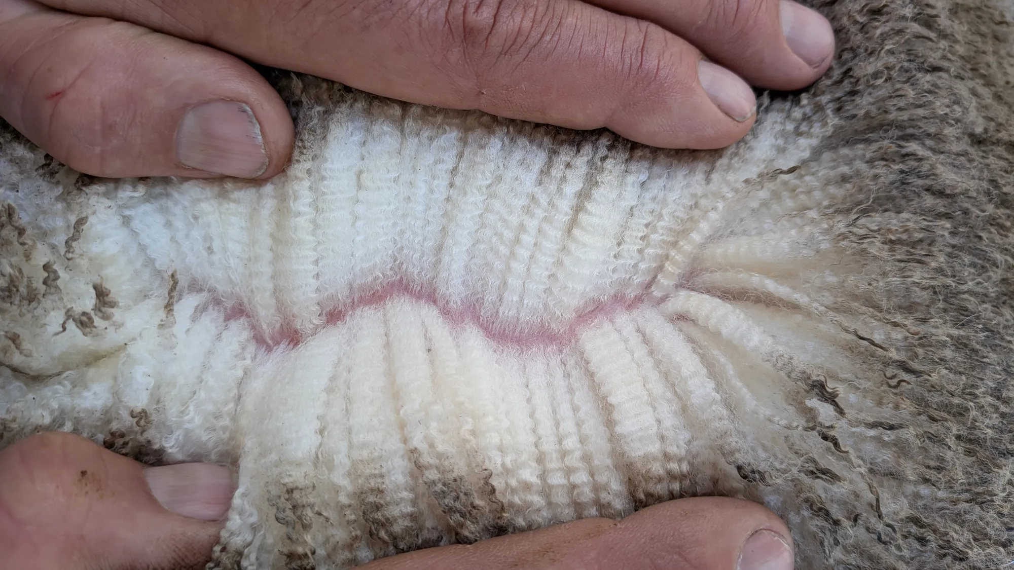 Mumblebone Lot 94, 2026 Ram Sale Merino ram