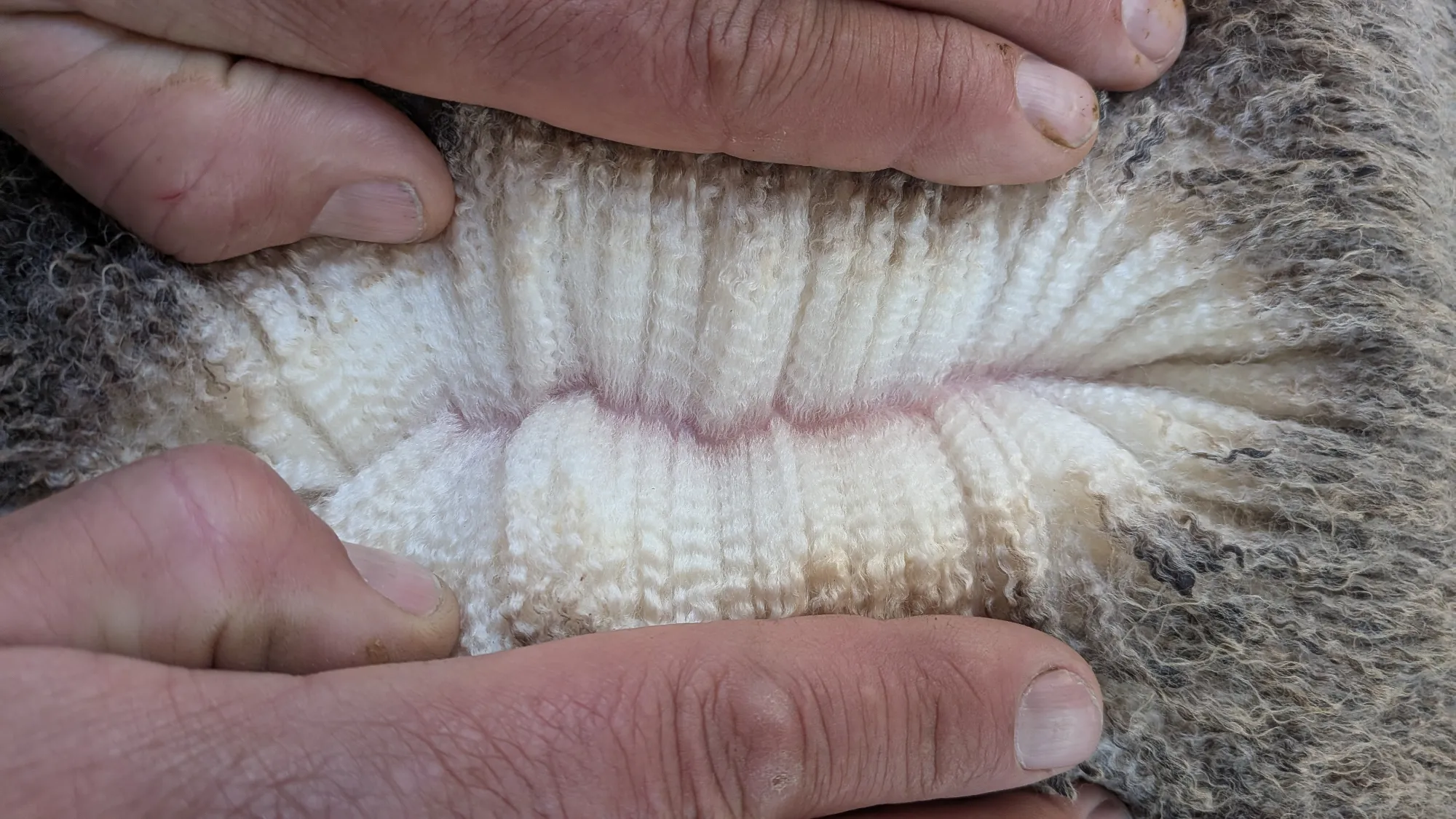 Mumblebone Lot 189, 2026 Ram Sale Merino ram