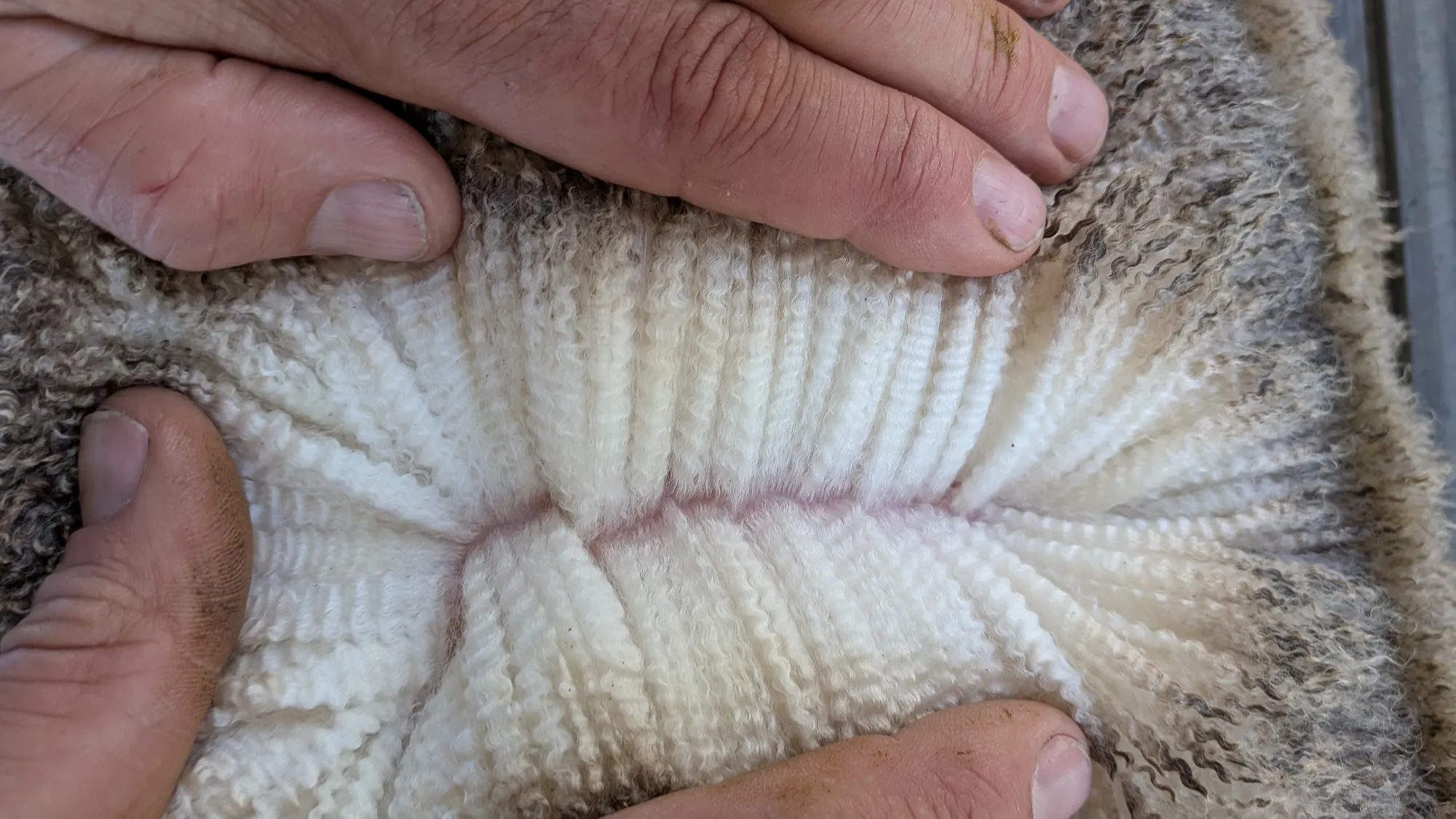 Mumblebone Lot 194, 2026 Ram Sale Merino ram