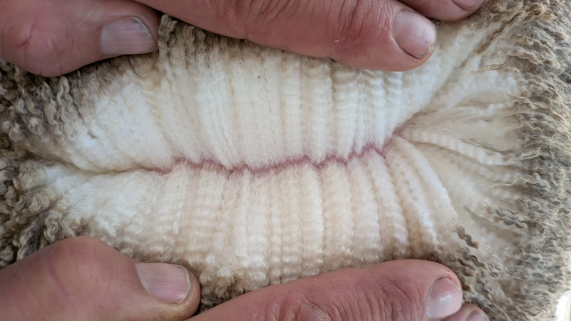 Mumblebone Lot 54, 2026 Ram Sale Merino ram