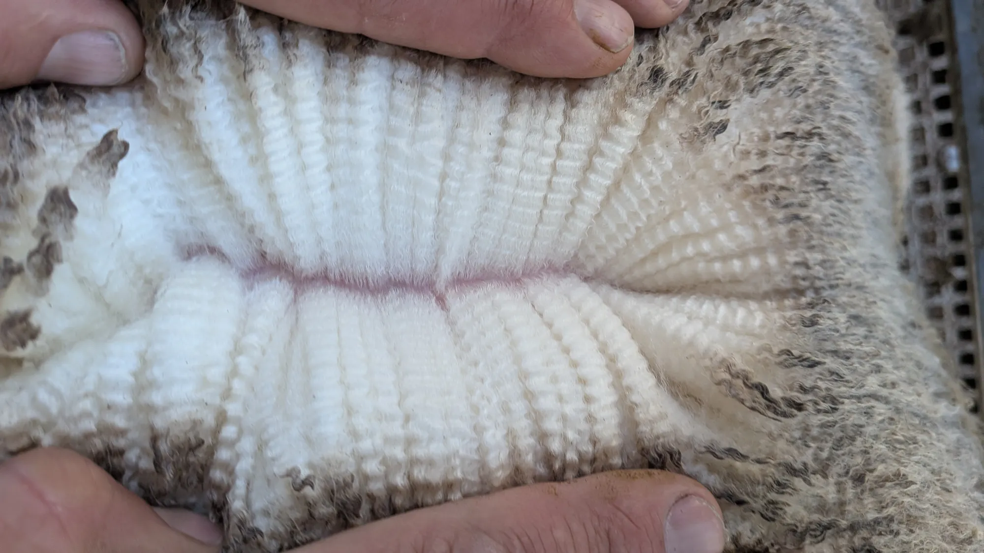 Mumblebone Lot 186, 2026 Ram Sale Merino ram