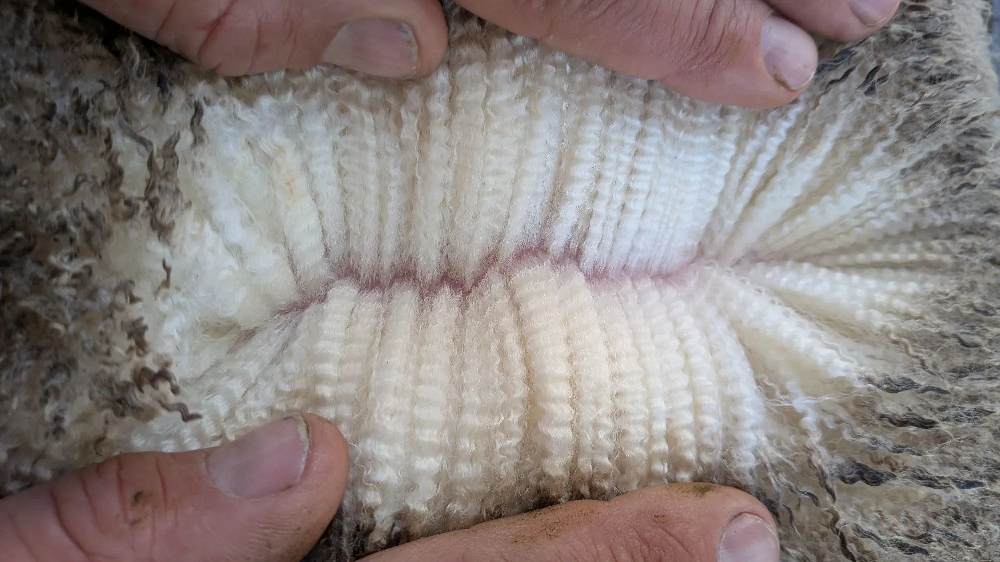 Mumblebone Lot 339, 2026 Ram Sale Merino ram