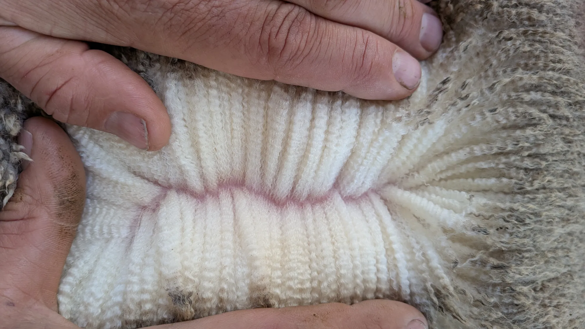 Mumblebone Lot 214, 2026 Ram Sale Merino ram
