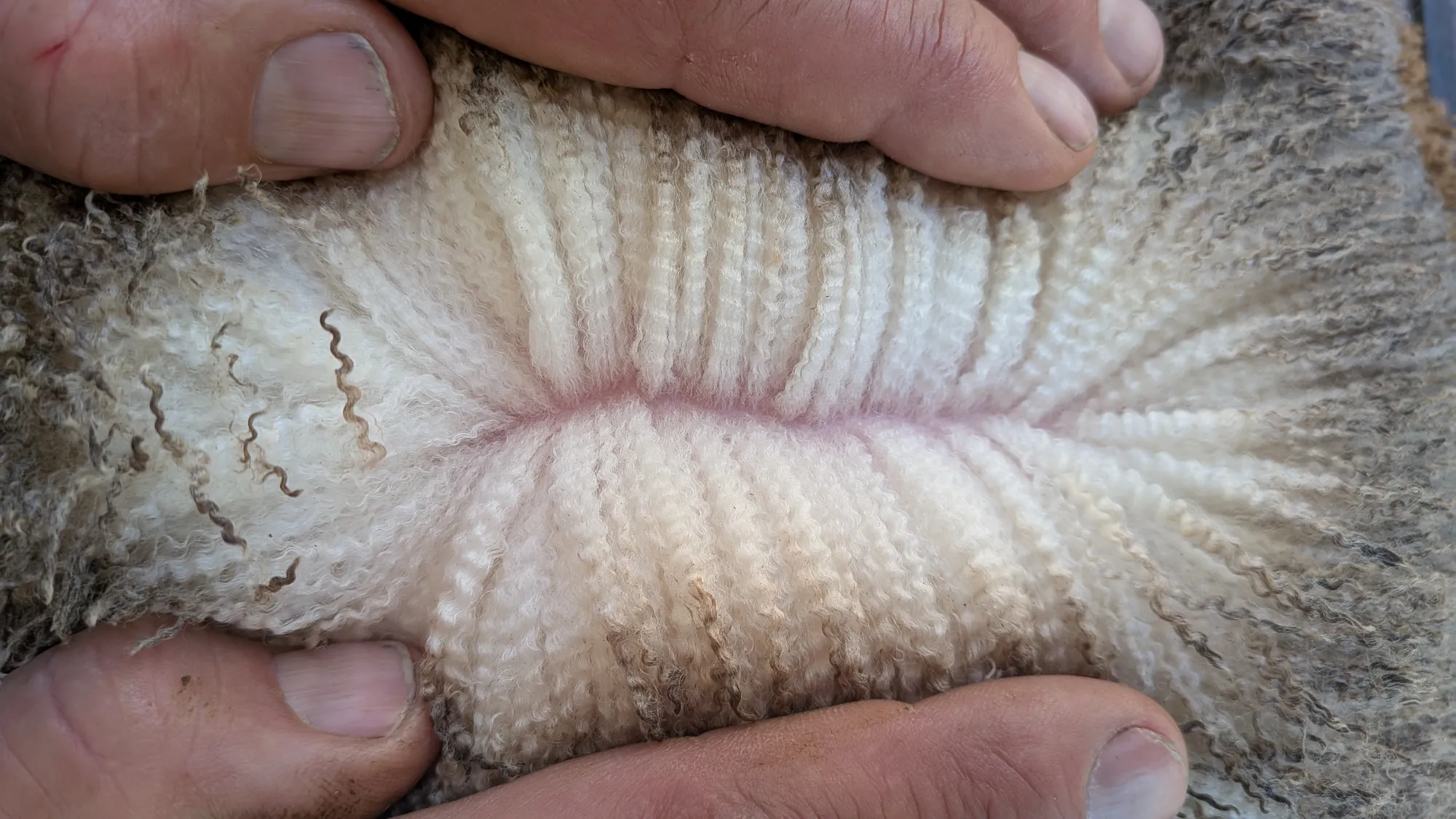 Mumblebone Lot 62, 2026 Ram Sale Merino ram