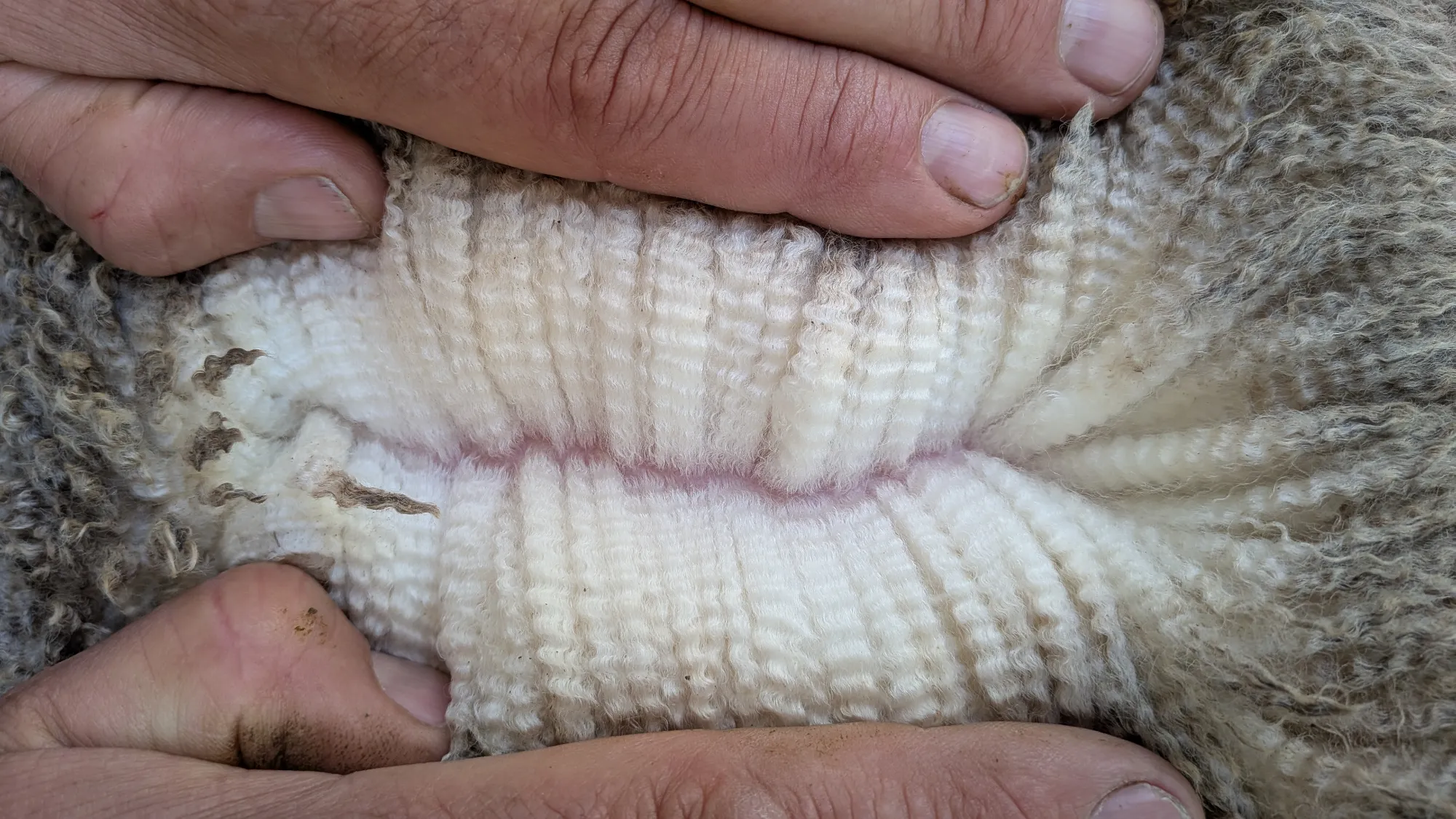 Mumblebone Lot 318, 2026 Ram Sale Merino ram