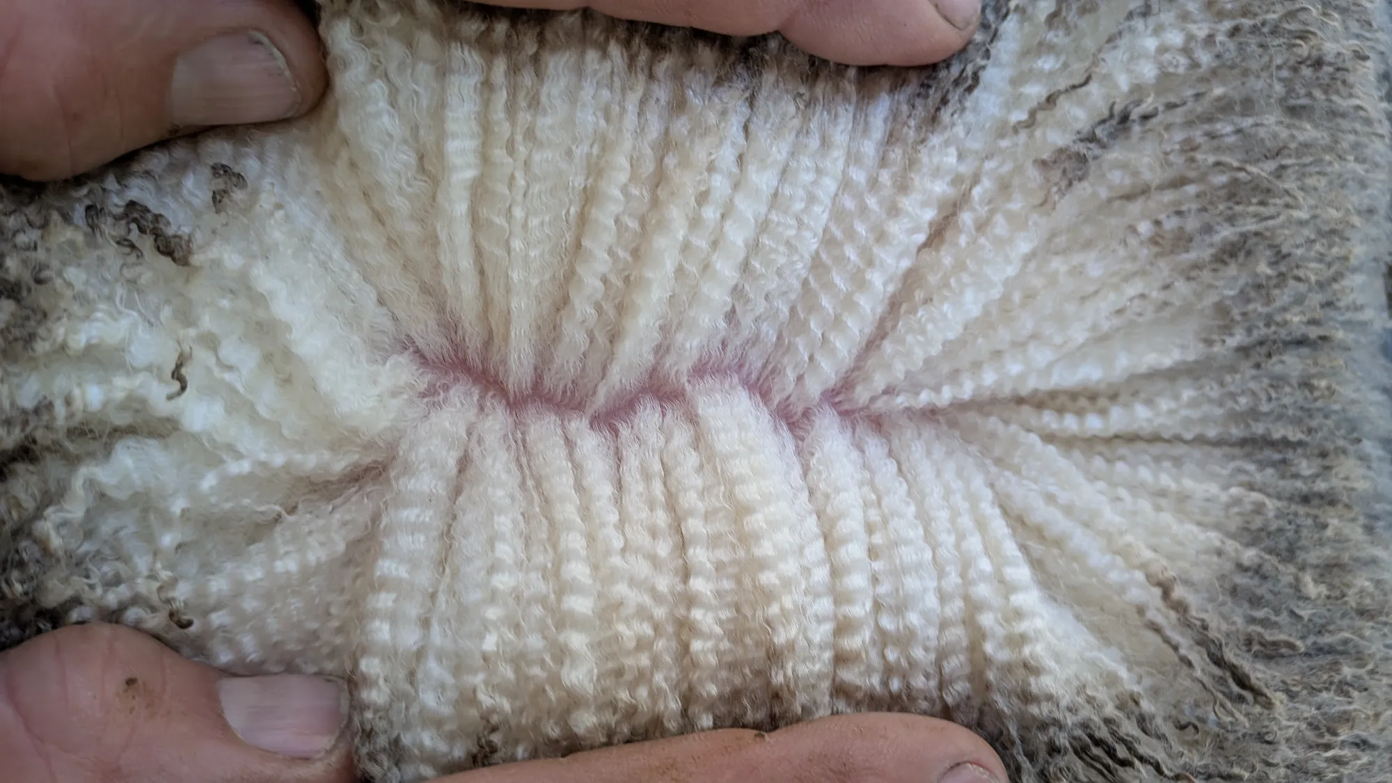 Mumblebone Lot 325, 2026 Ram Sale Merino ram