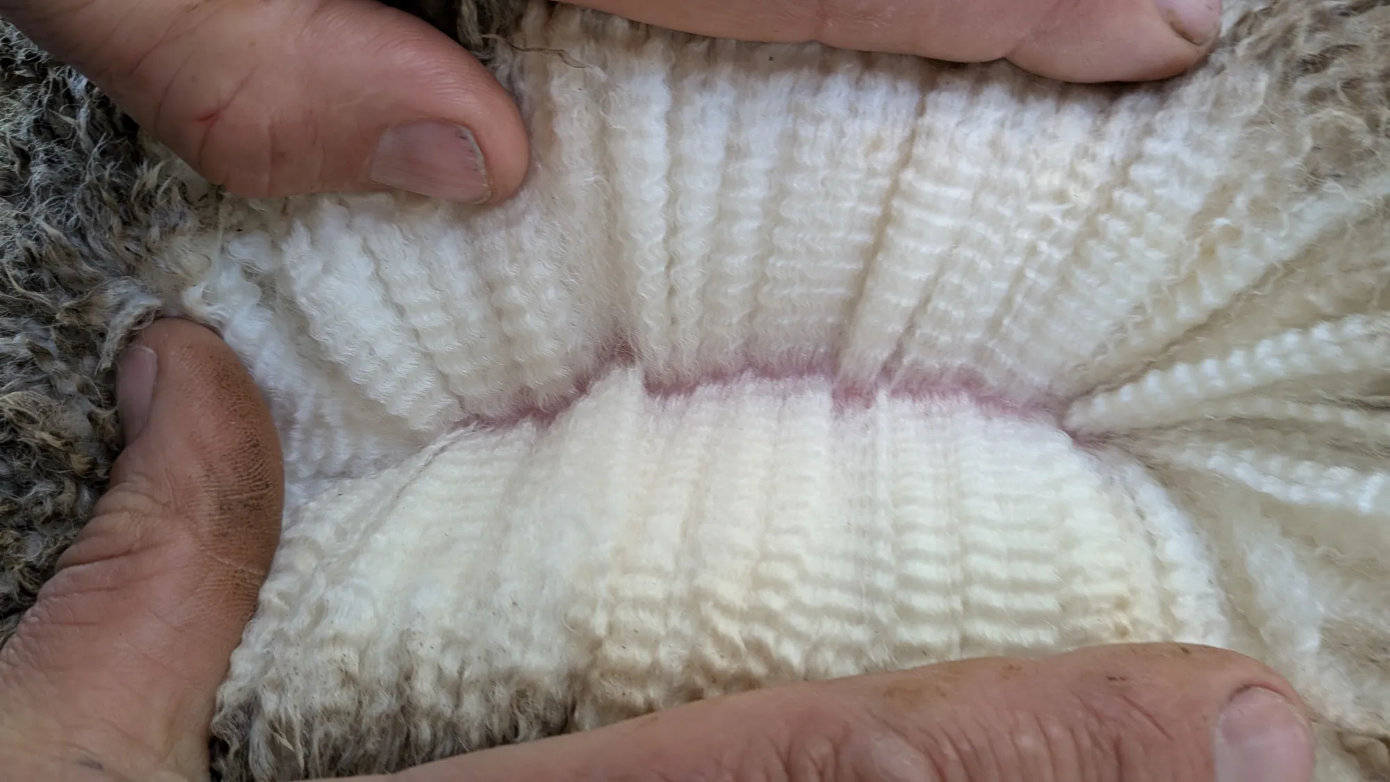 Mumblebone Lot 215, 2026 Ram Sale Merino ram