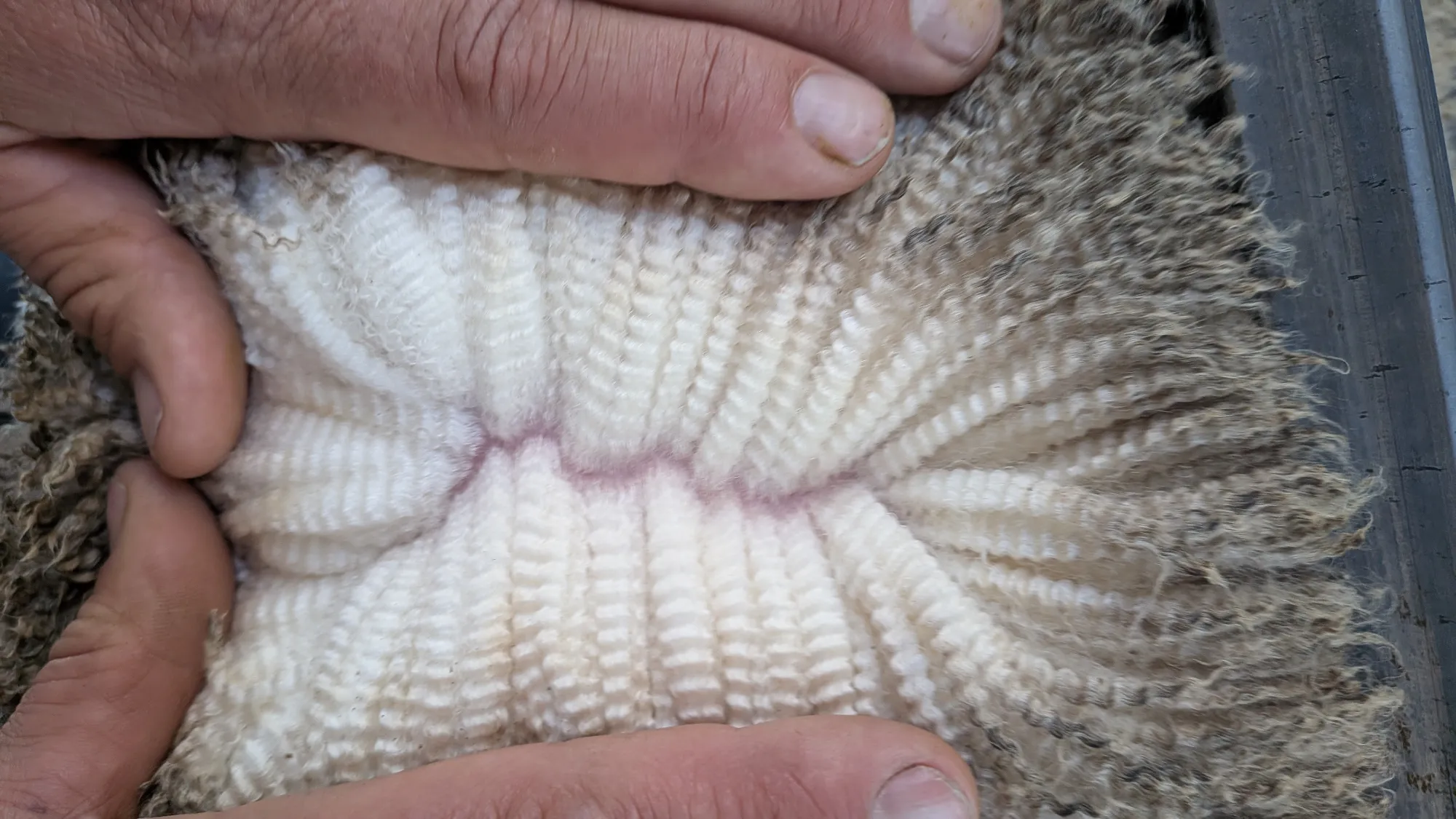 Mumblebone Lot 184, 2026 Ram Sale Merino ram
