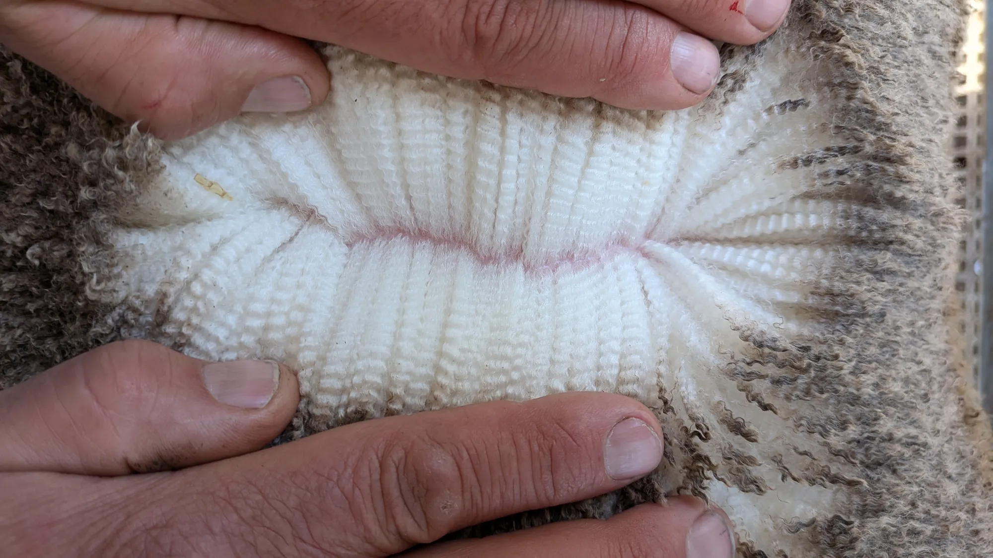 Mumblebone Lot 63, 2026 Ram Sale Merino ram
