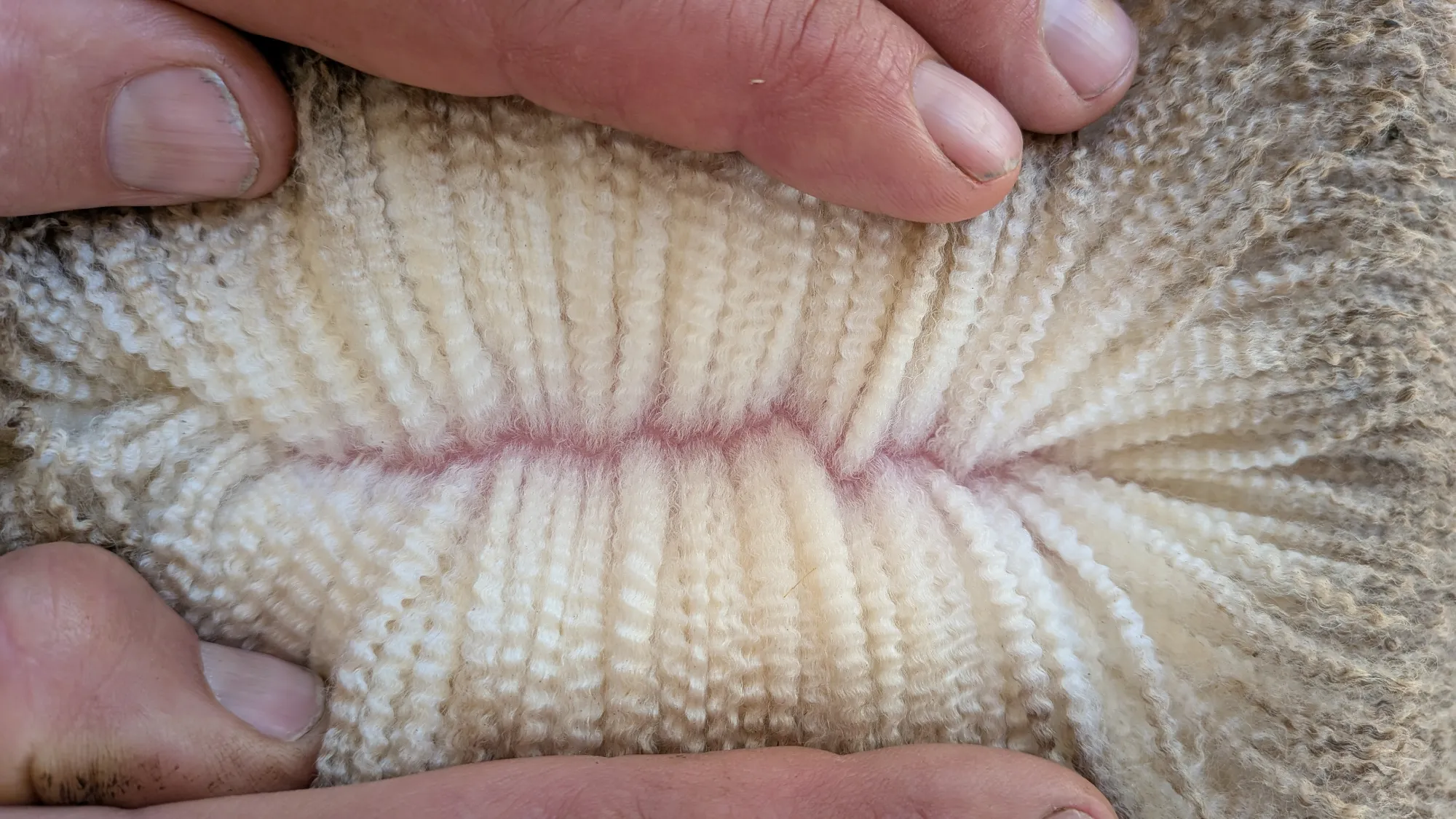 Mumblebone Lot 11, 2026 Ram Sale Merino ram