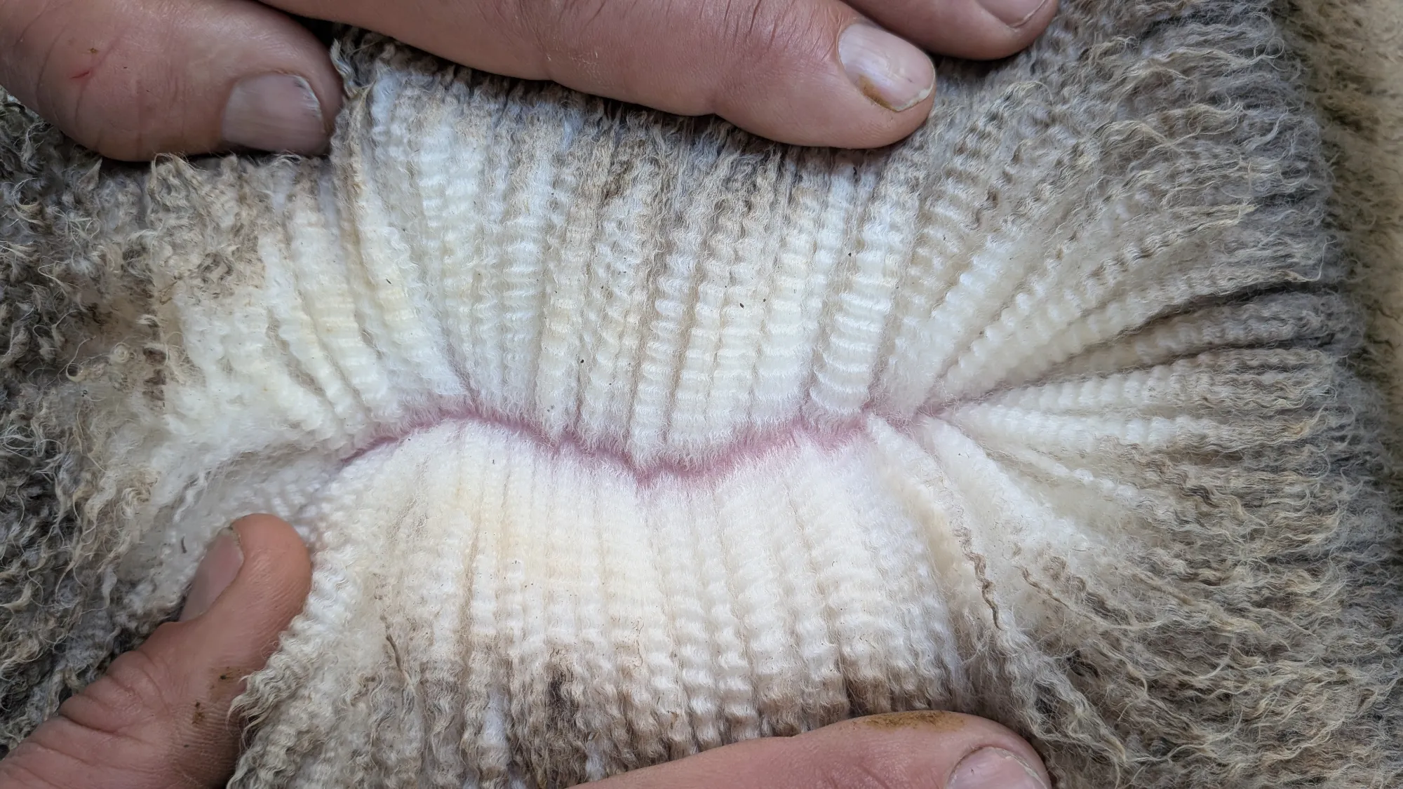 Mumblebone Lot 183, 2026 Ram Sale Merino ram