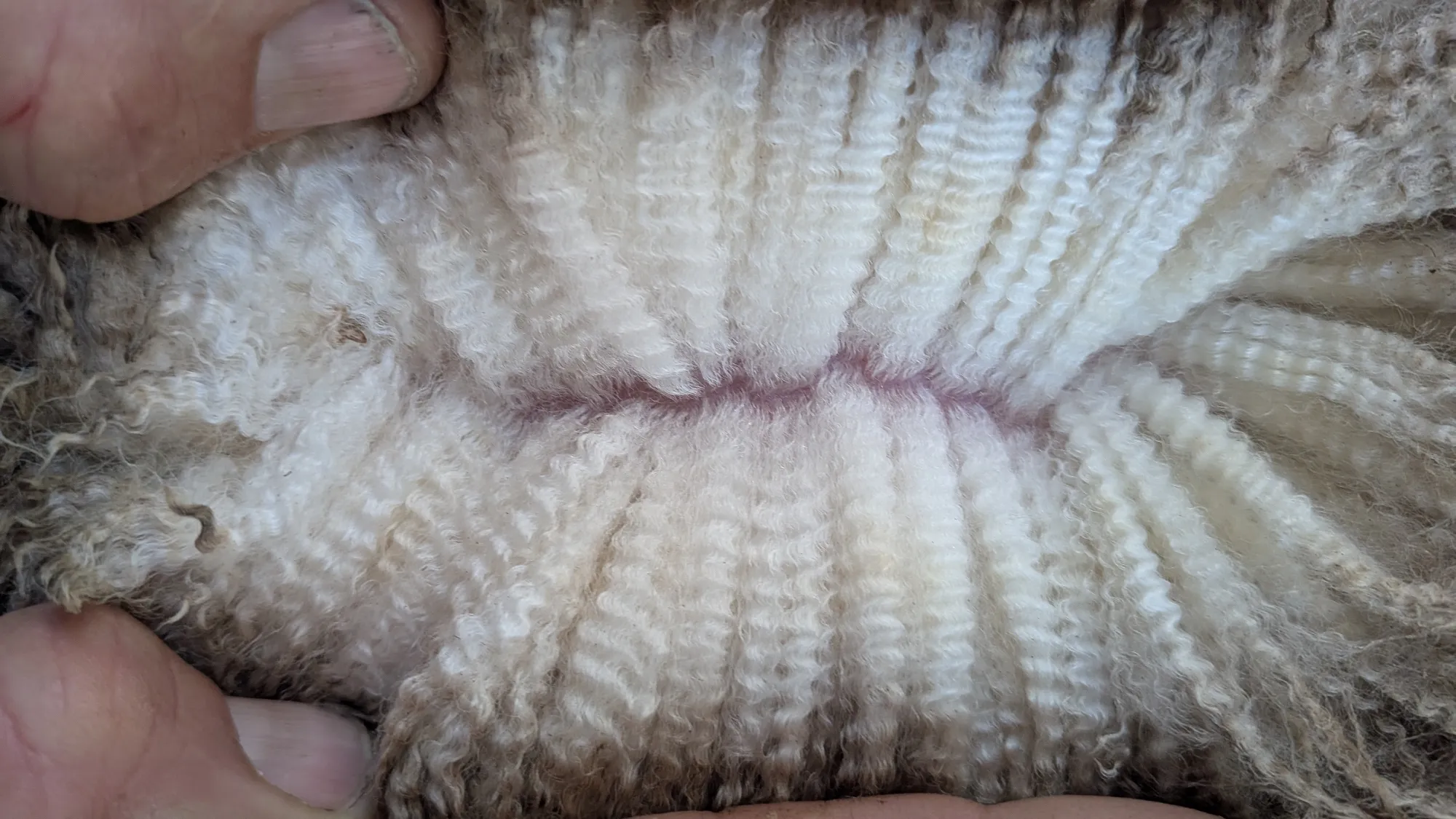 Mumblebone Lot 130, 2026 Ram Sale Merino ram