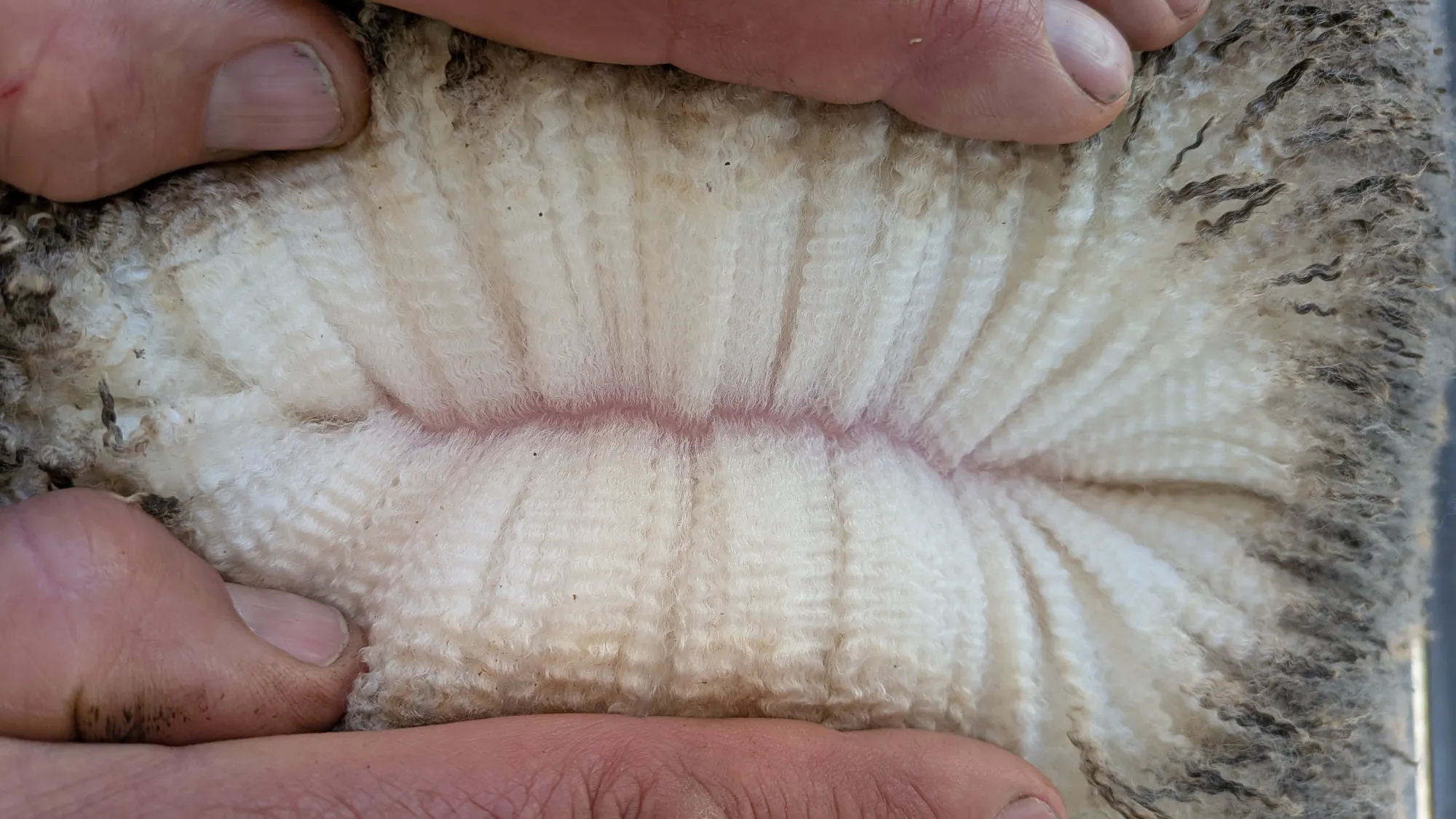 Mumblebone Lot 61, 2026 Ram Sale Merino ram