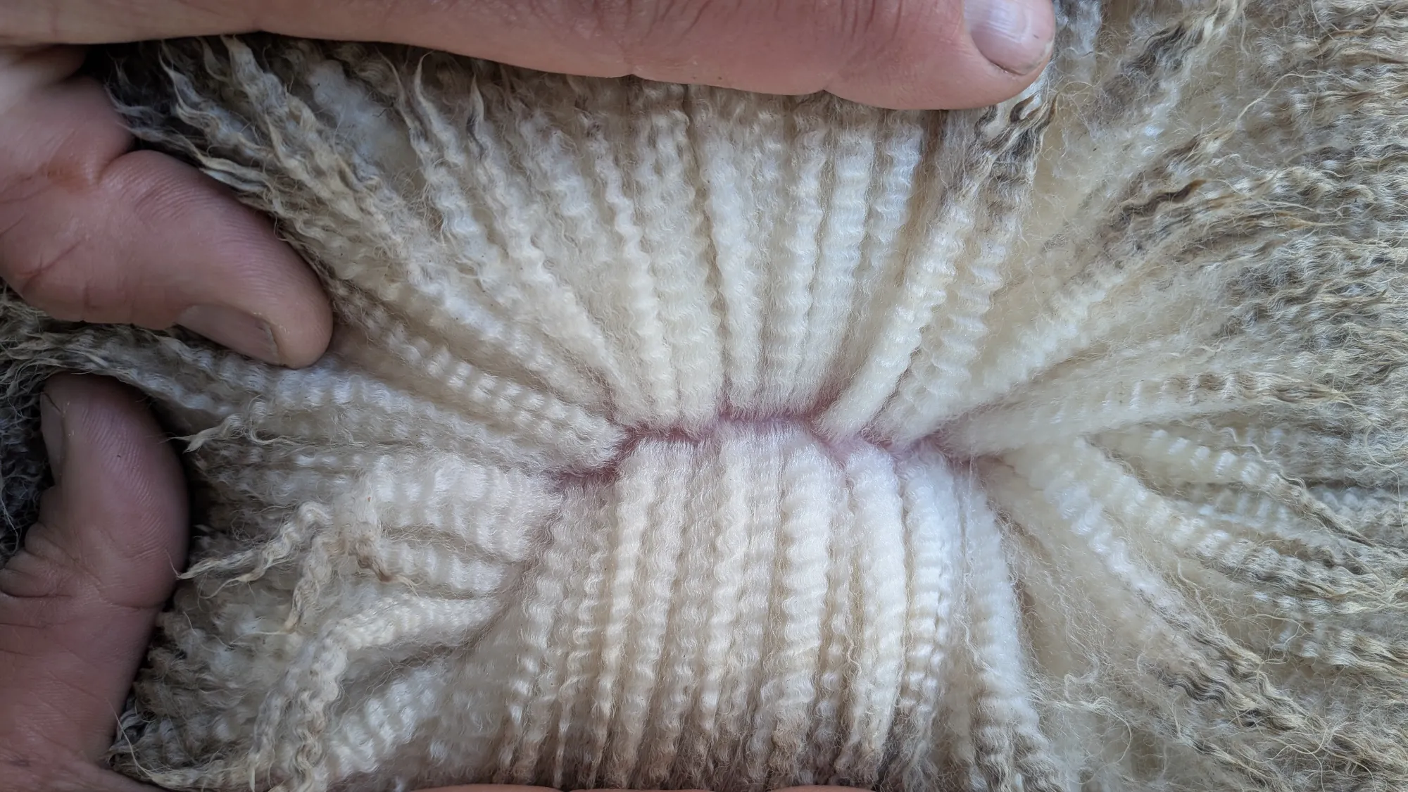 Mumblebone Lot 165, 2026 Ram Sale Merino ram