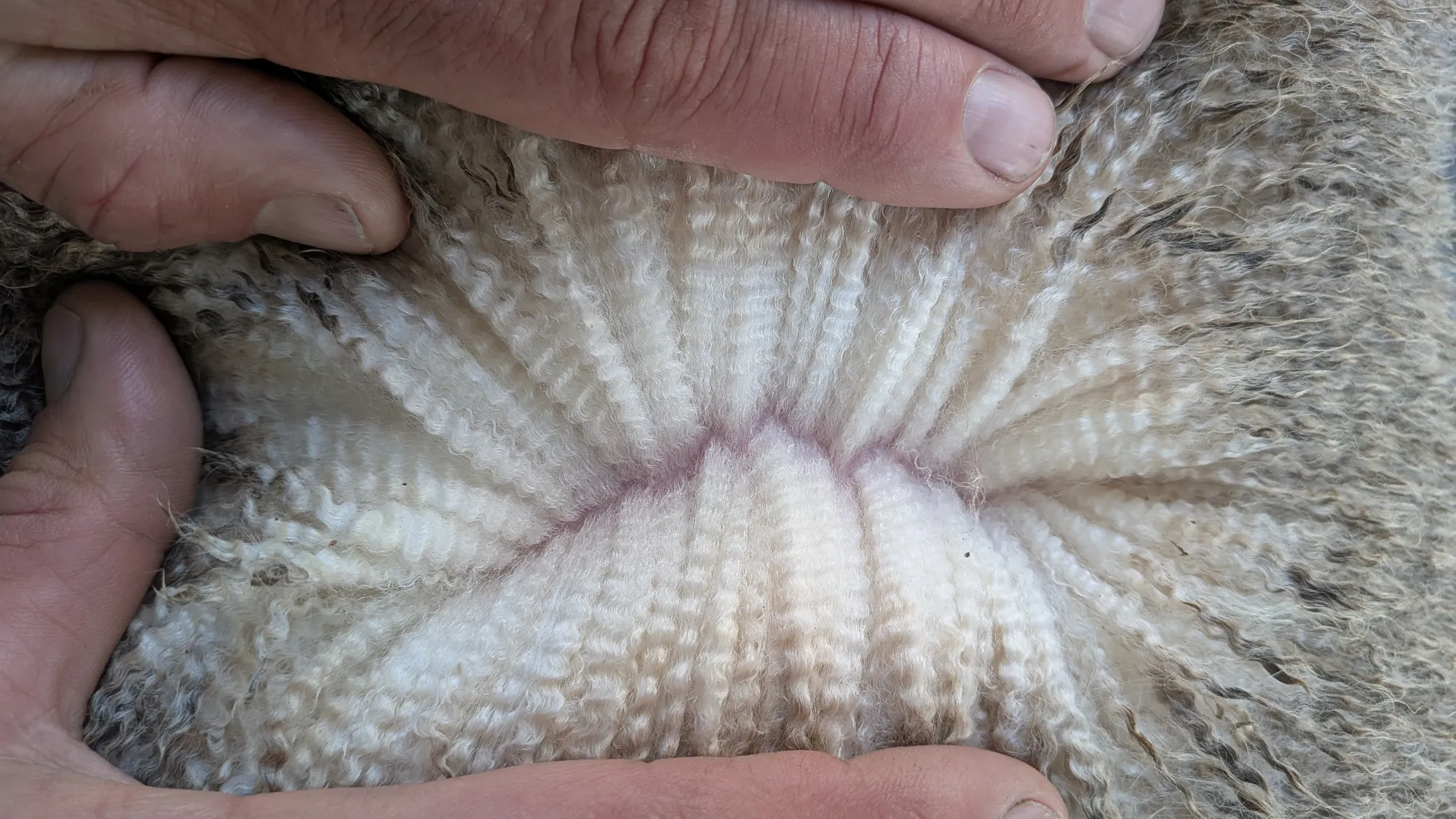 Mumblebone Lot 119, 2026 Ram Sale Merino ram